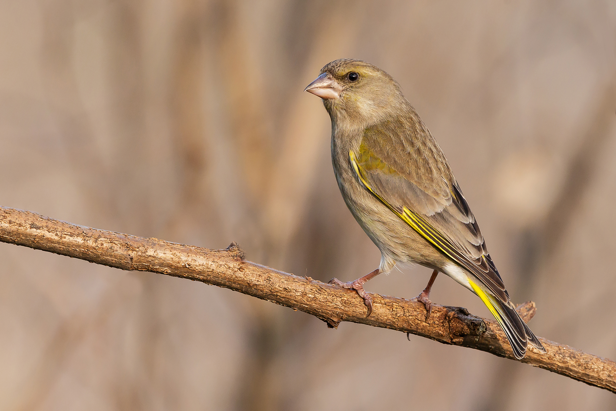 Greenfinch