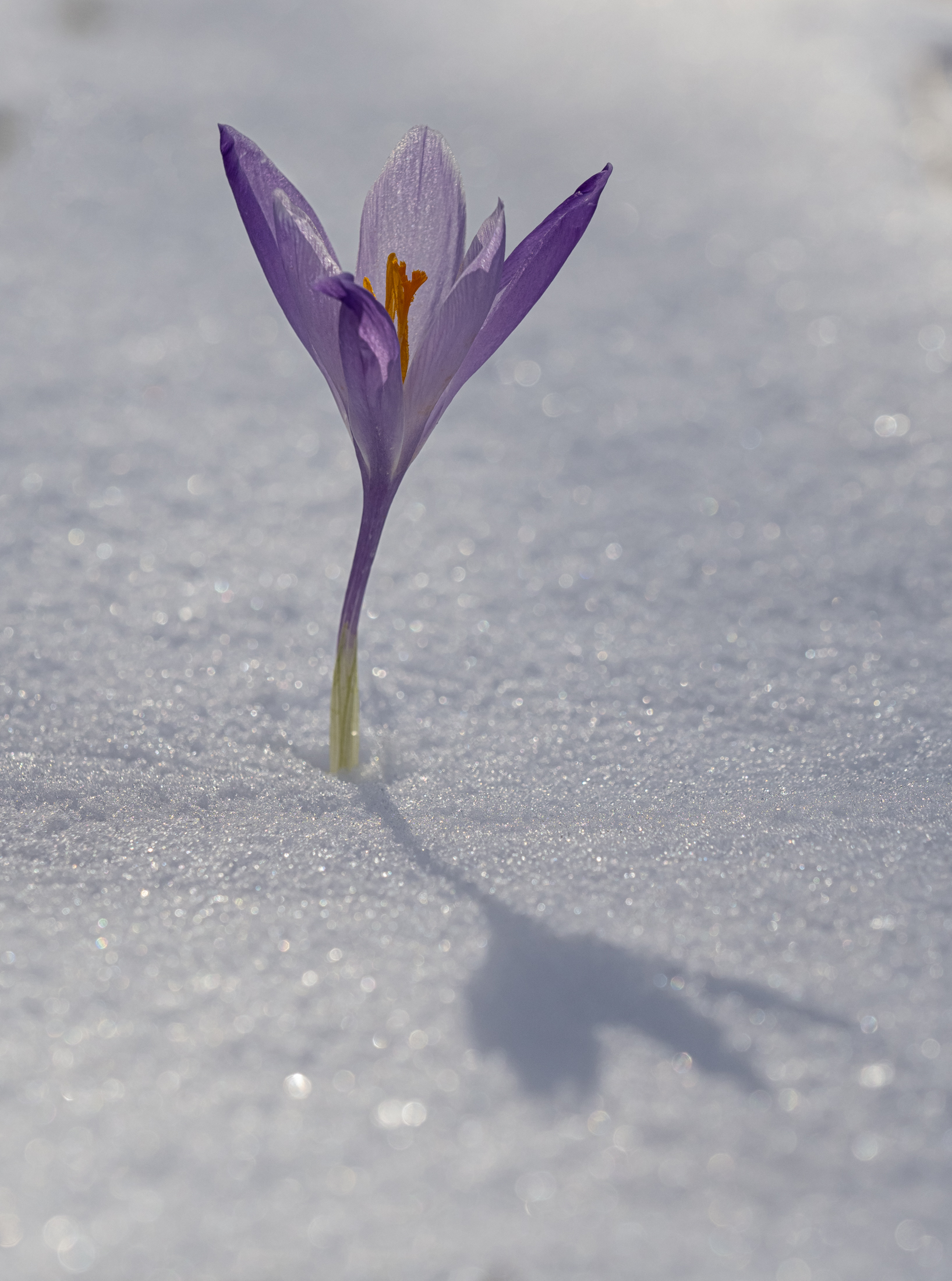 La forza della natura