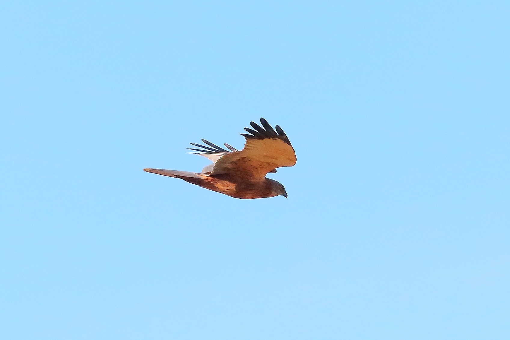 Marsh Harrier M 23-12-2023