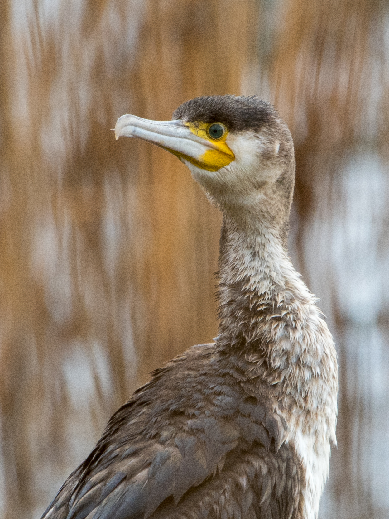 Cormorano
