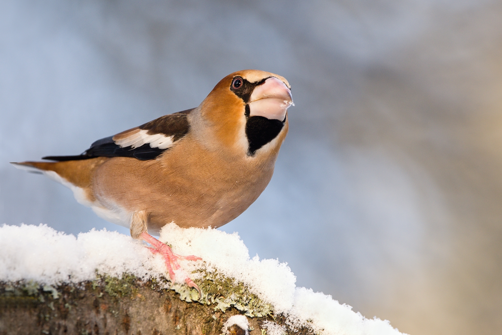 Hawfinch II