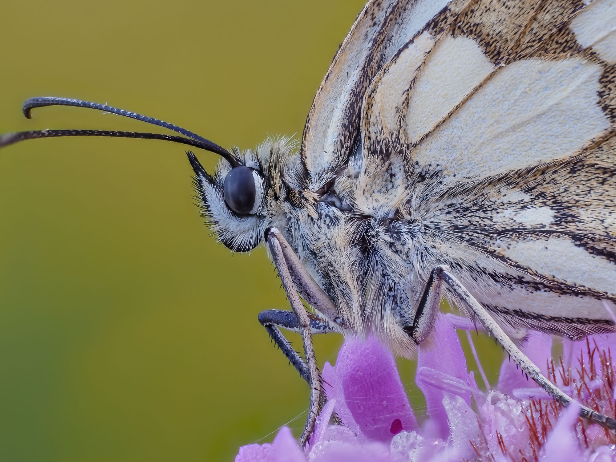 Melanargia galathea