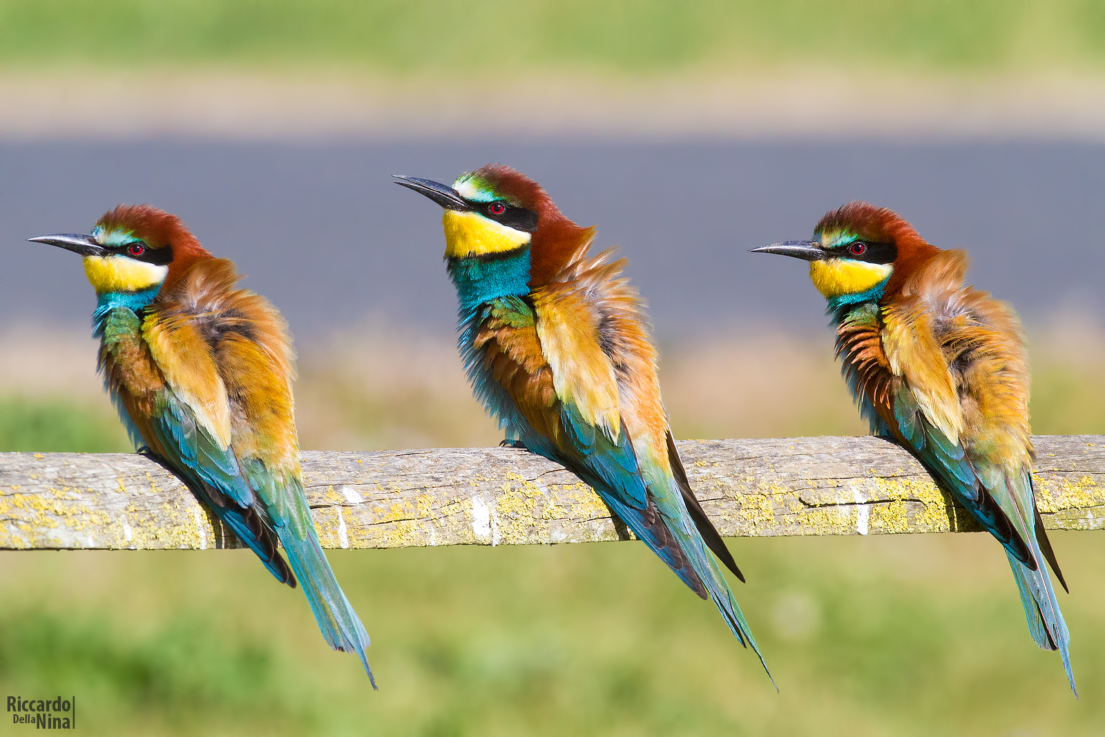 Merops apiaster.Merops apiaster.Merops apiaster!!