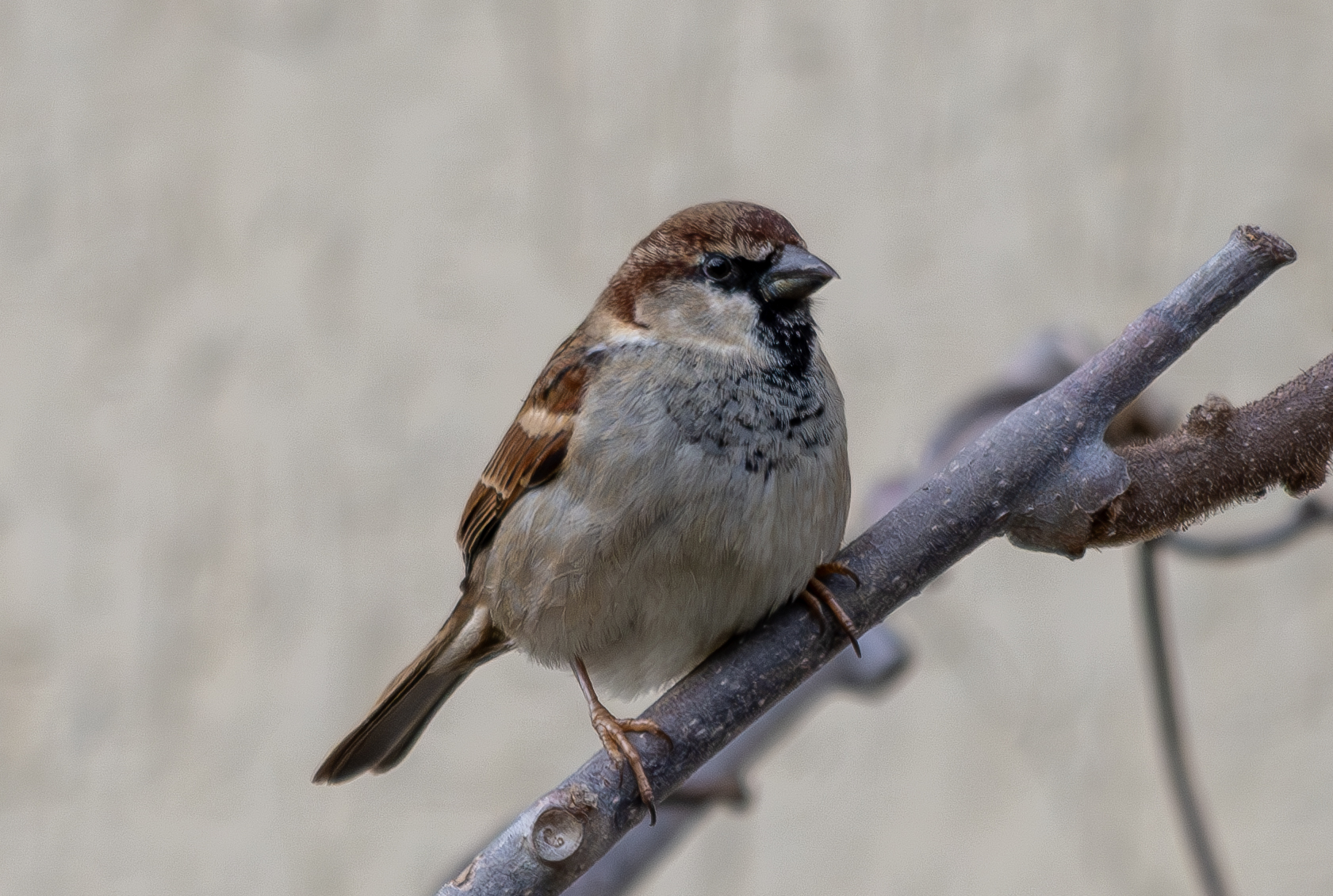 Young sparrow