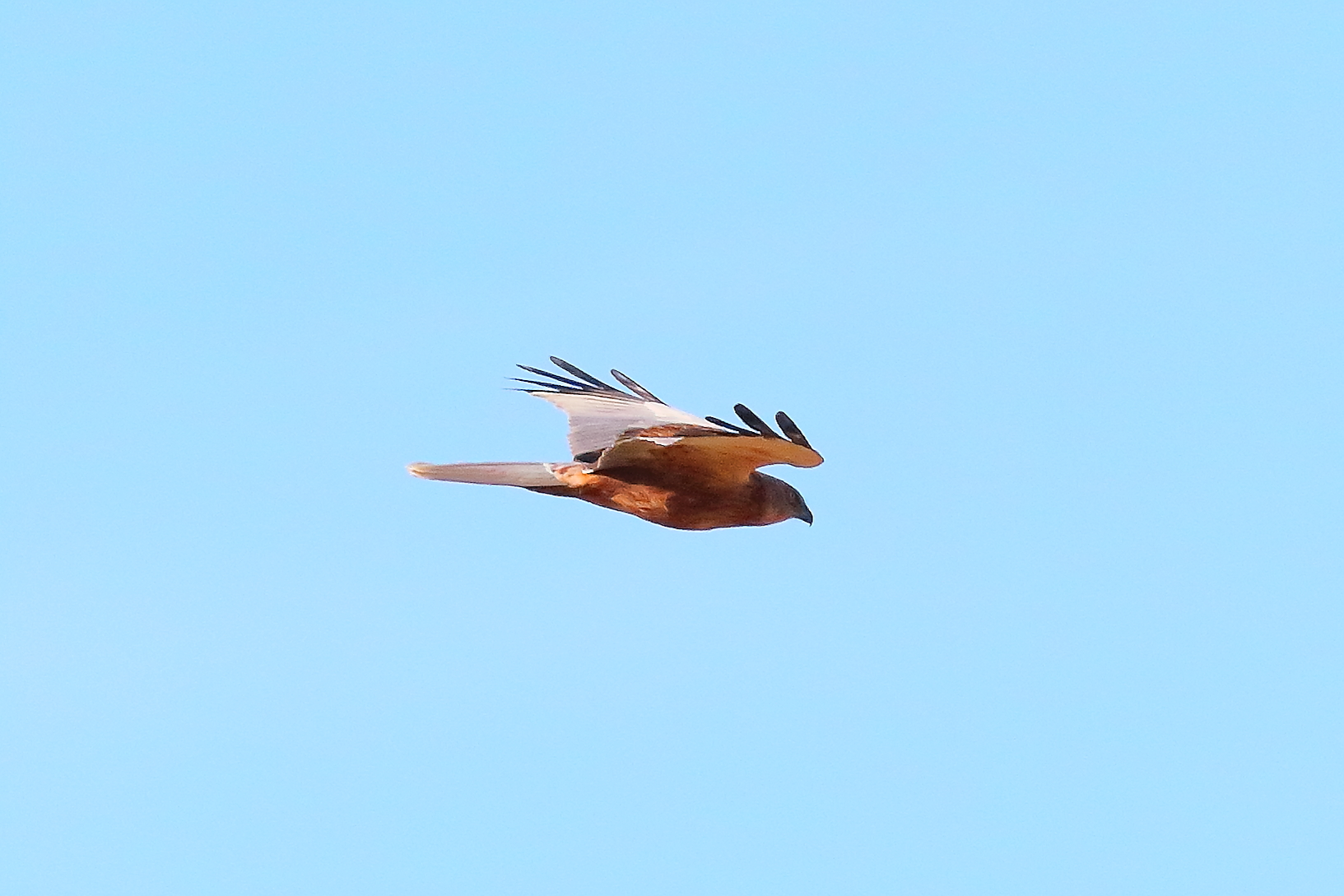 Marsh Harrier M 23-12-2023