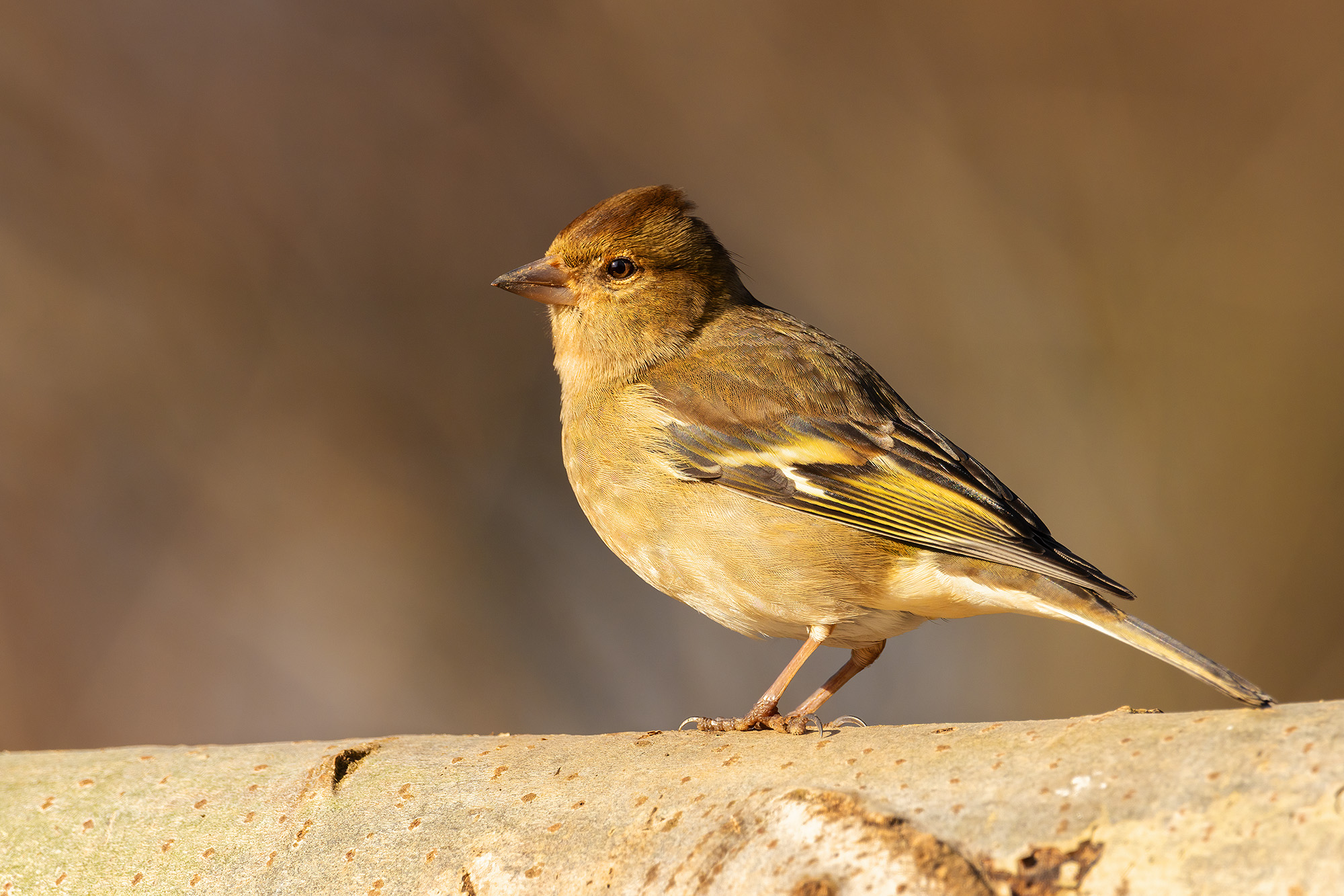 Female finch