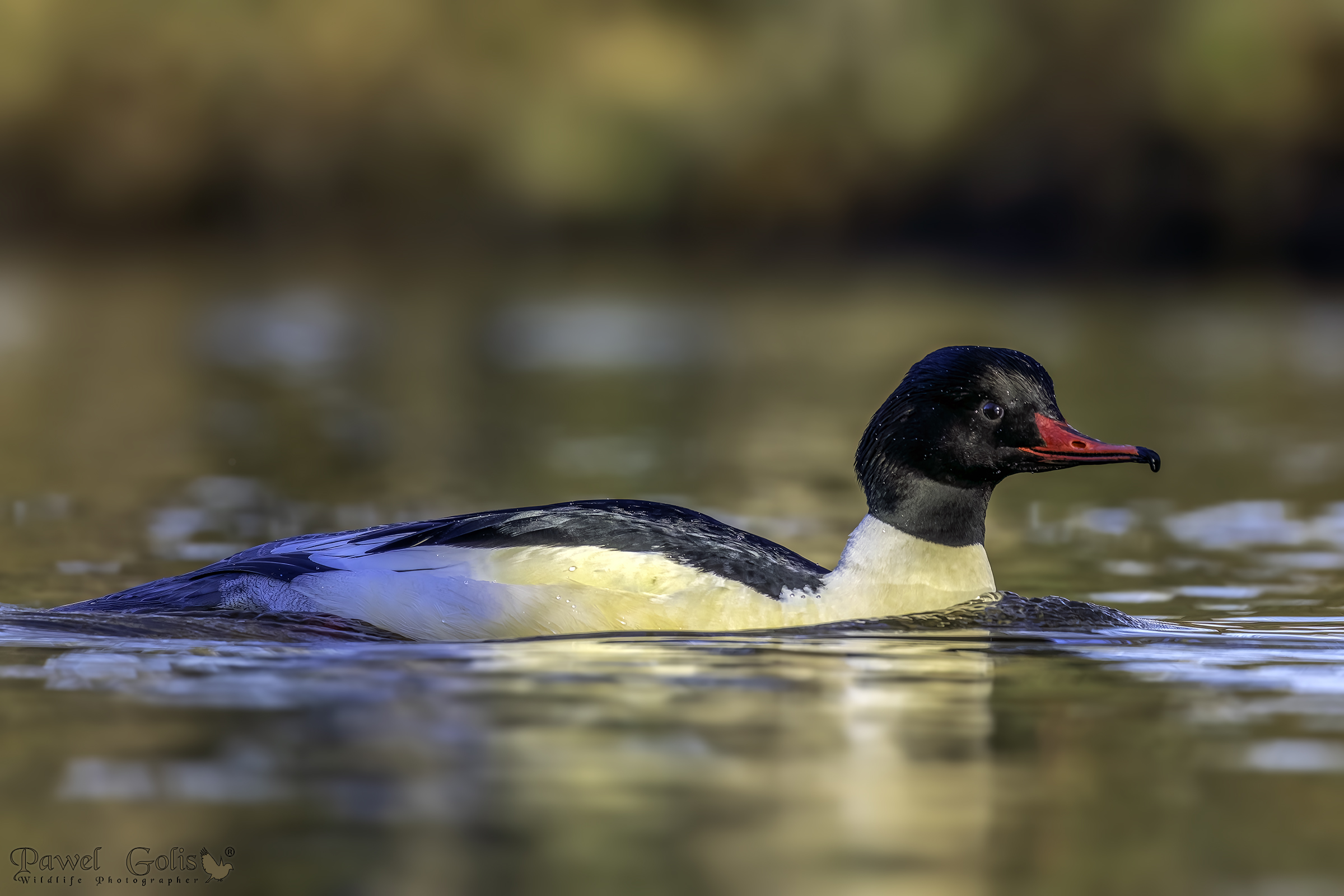 Smergo maggiore (Smergo maggiore)