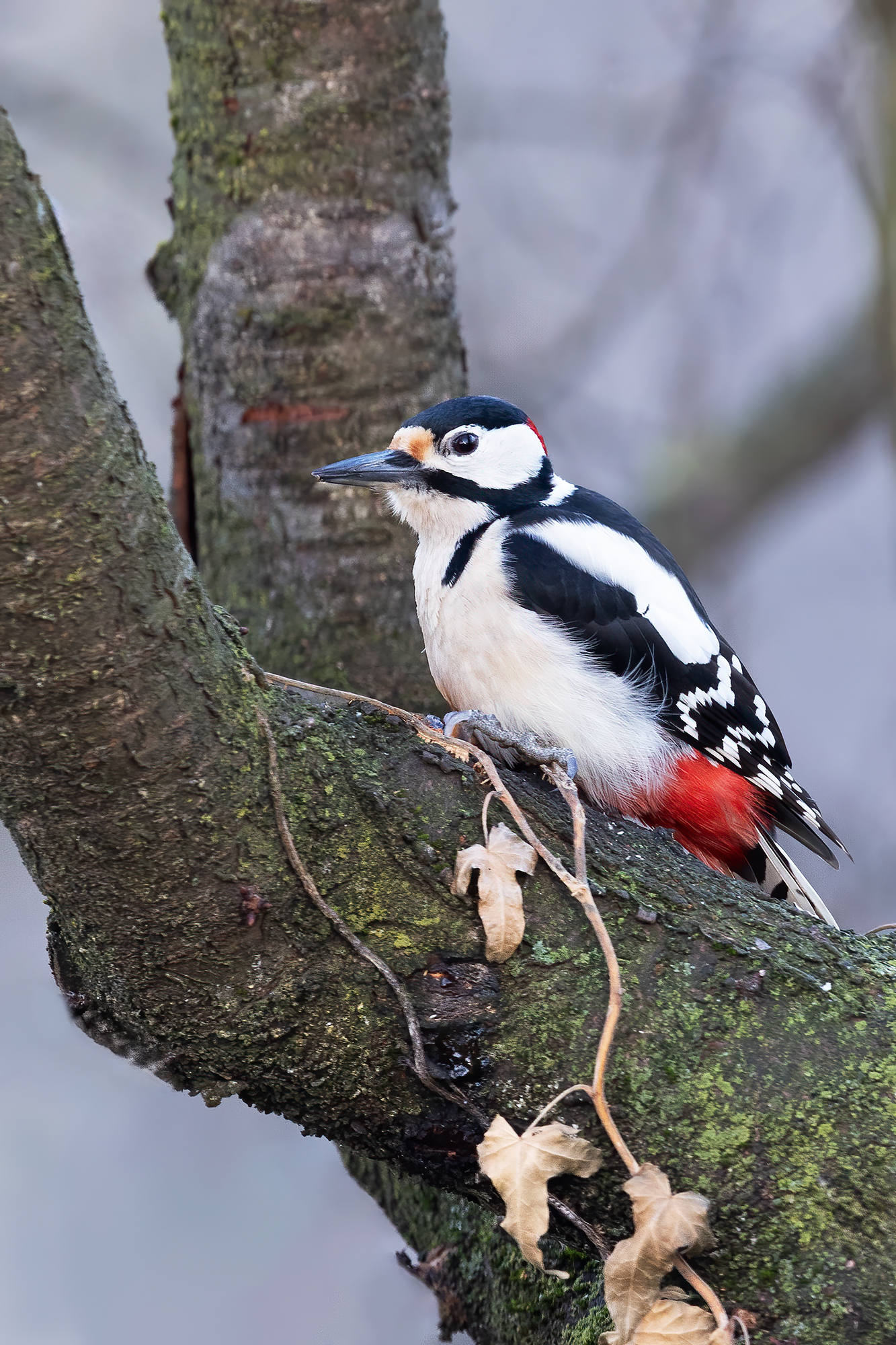 Spotted woodpecker