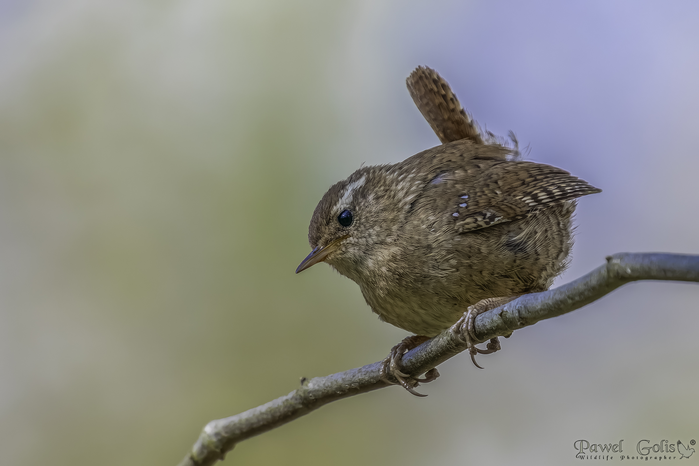 Scricciolo ( Troglodytes troglodytes )