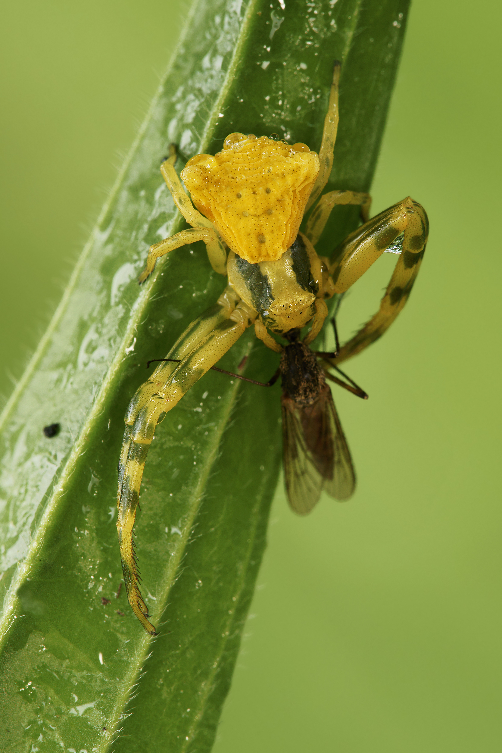 Thomisidae with prey