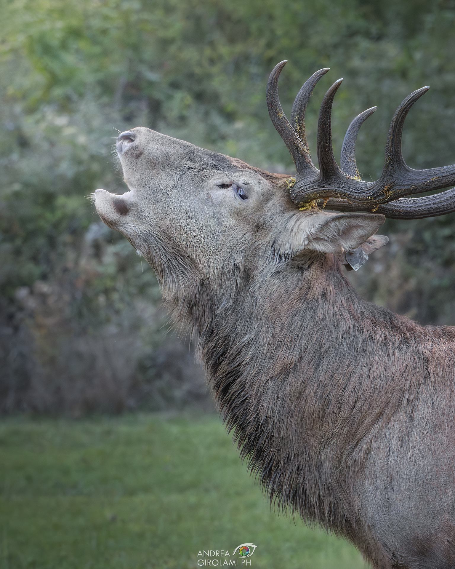 Il Bramito del Cervo