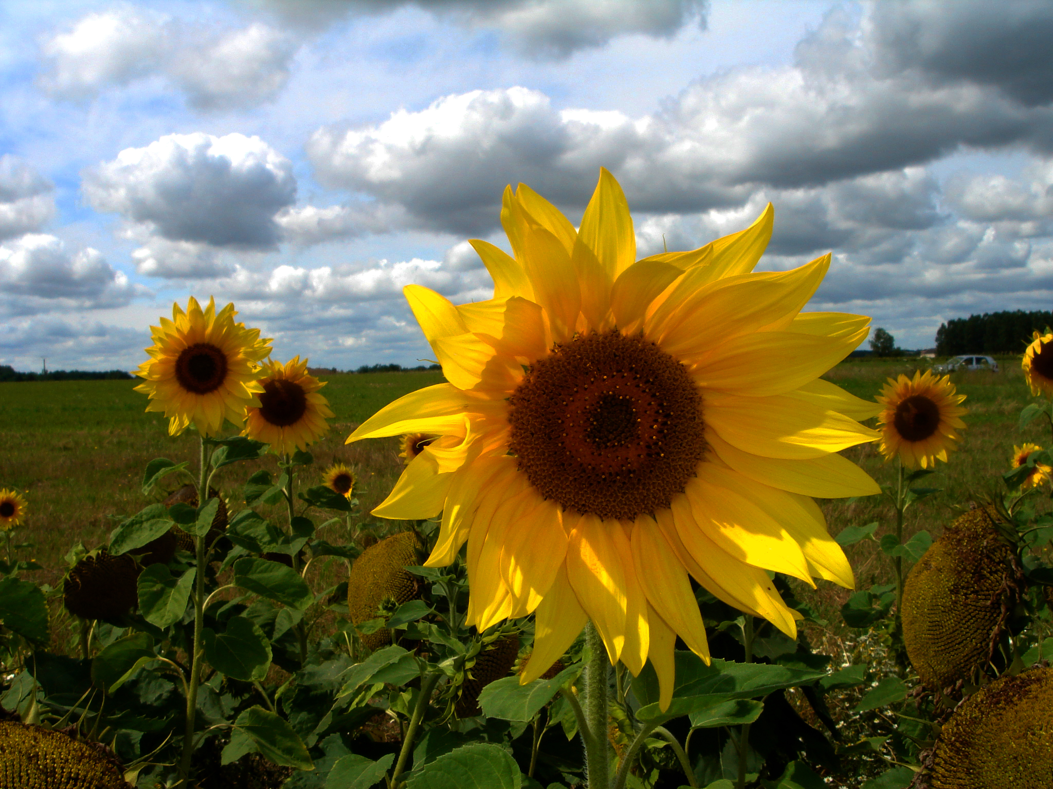 Sunflowers