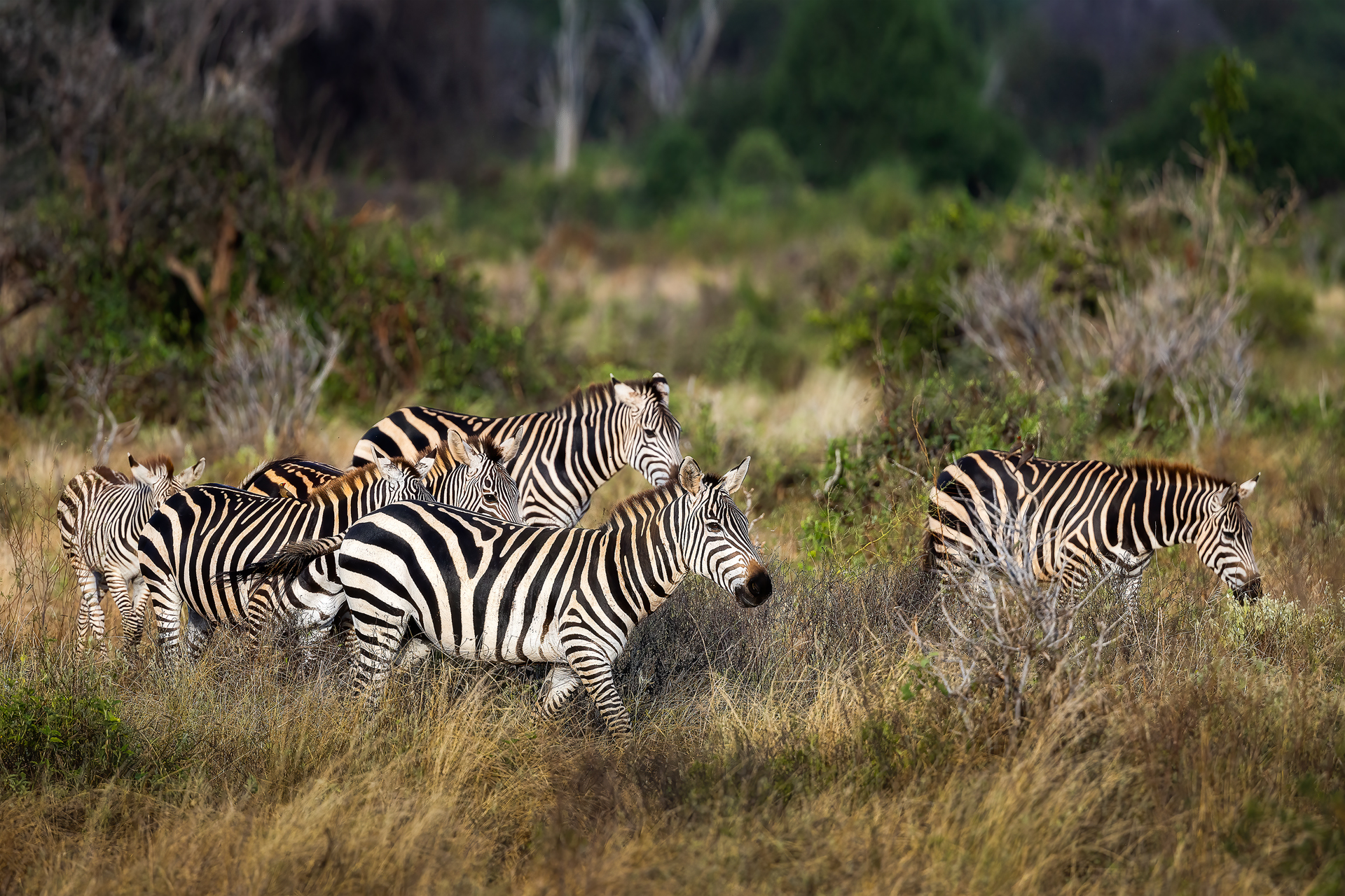 Zebre in Amboseli