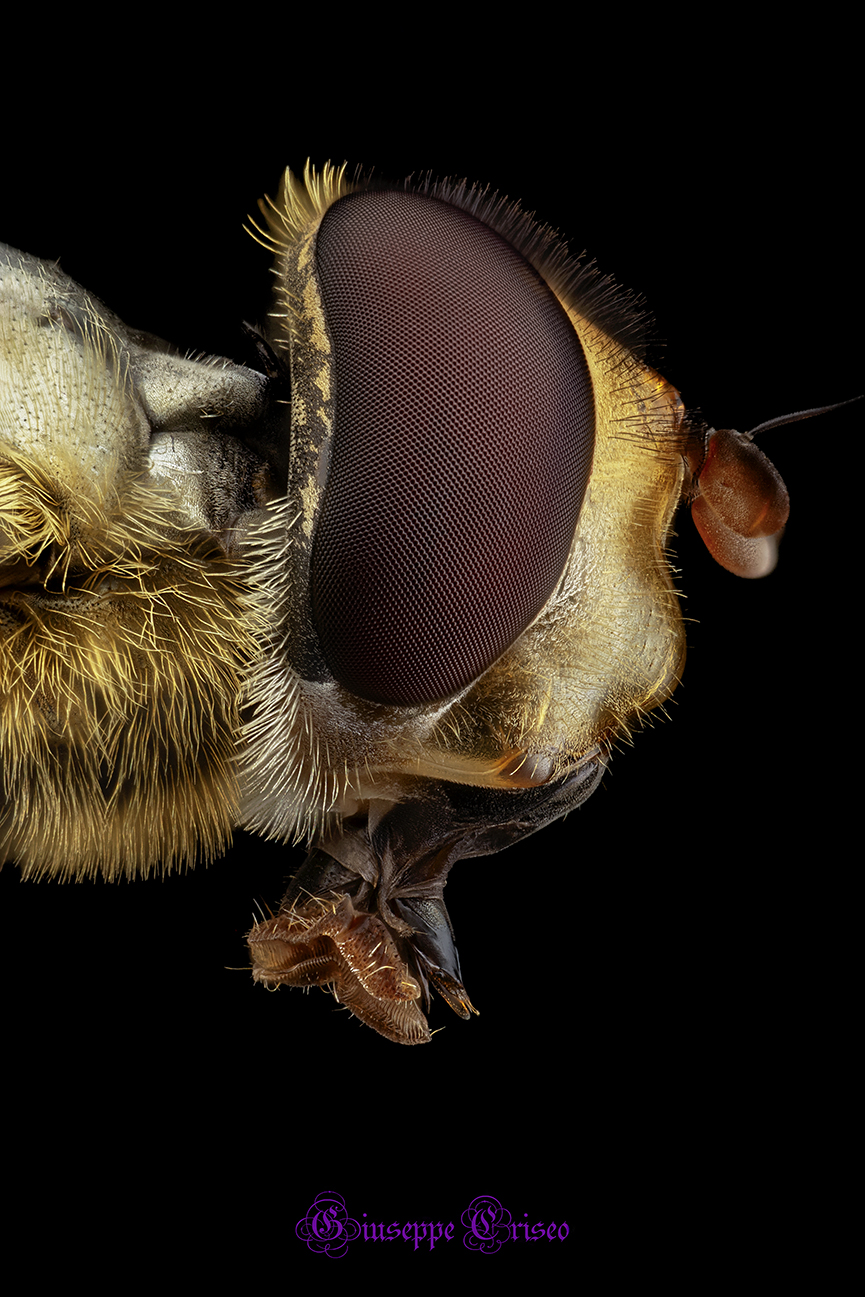 Syrphus ribesii, Syrphidae