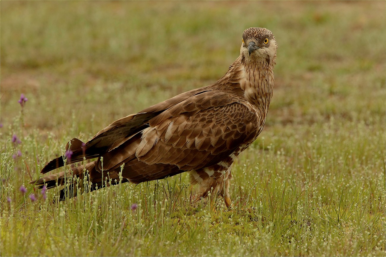 ,, femmina di falco pecchiaiolo ,,