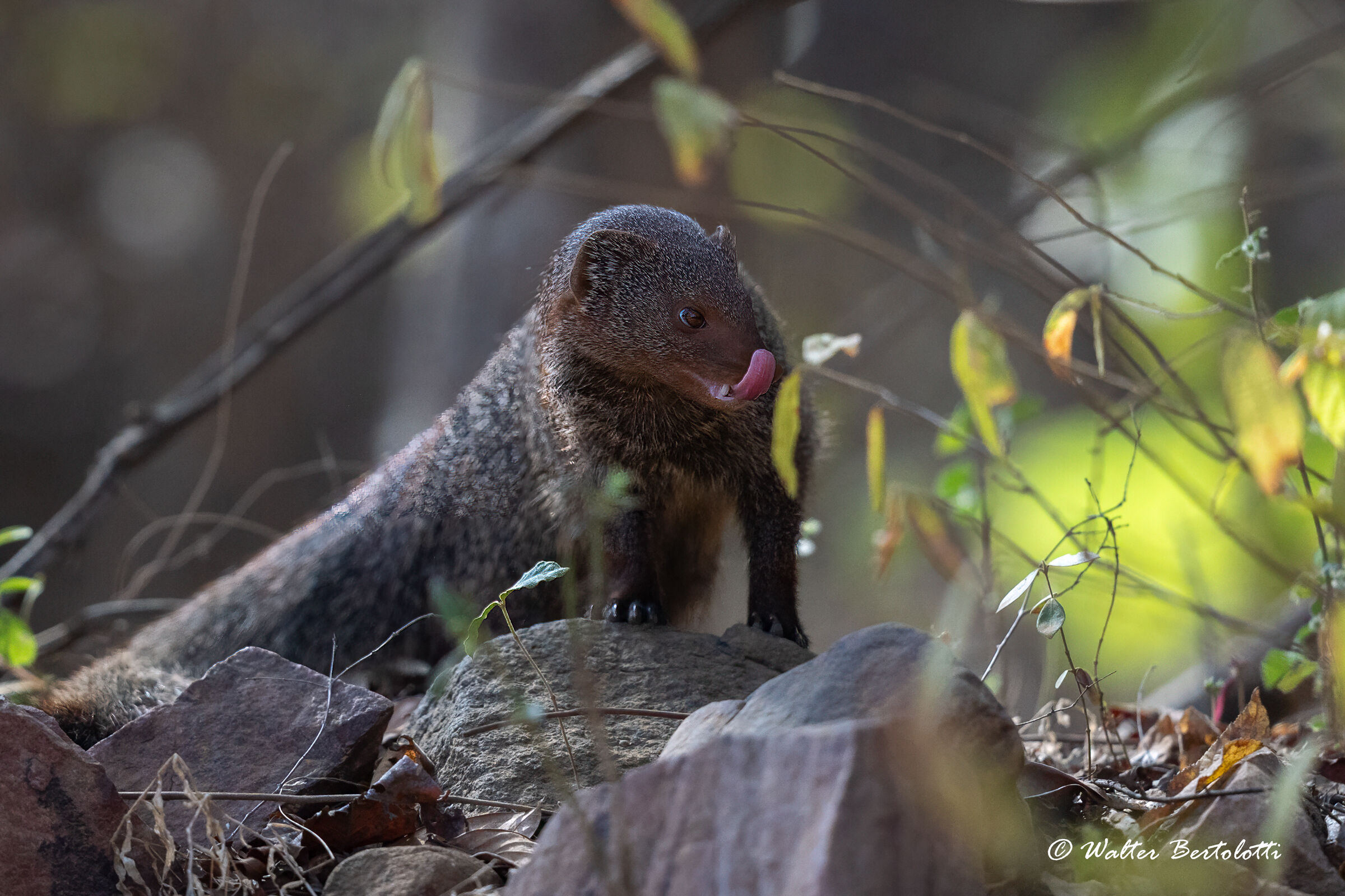 la piccola cacciatrice