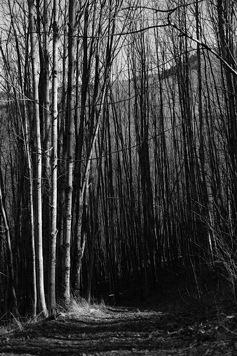 Sentiero sull'Appennino Tosco-Emiliano