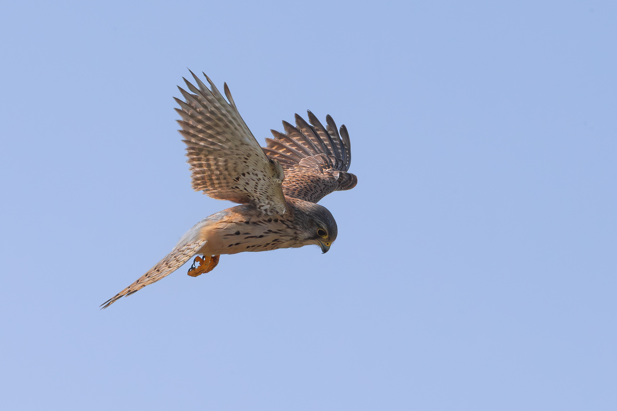 kestrel.