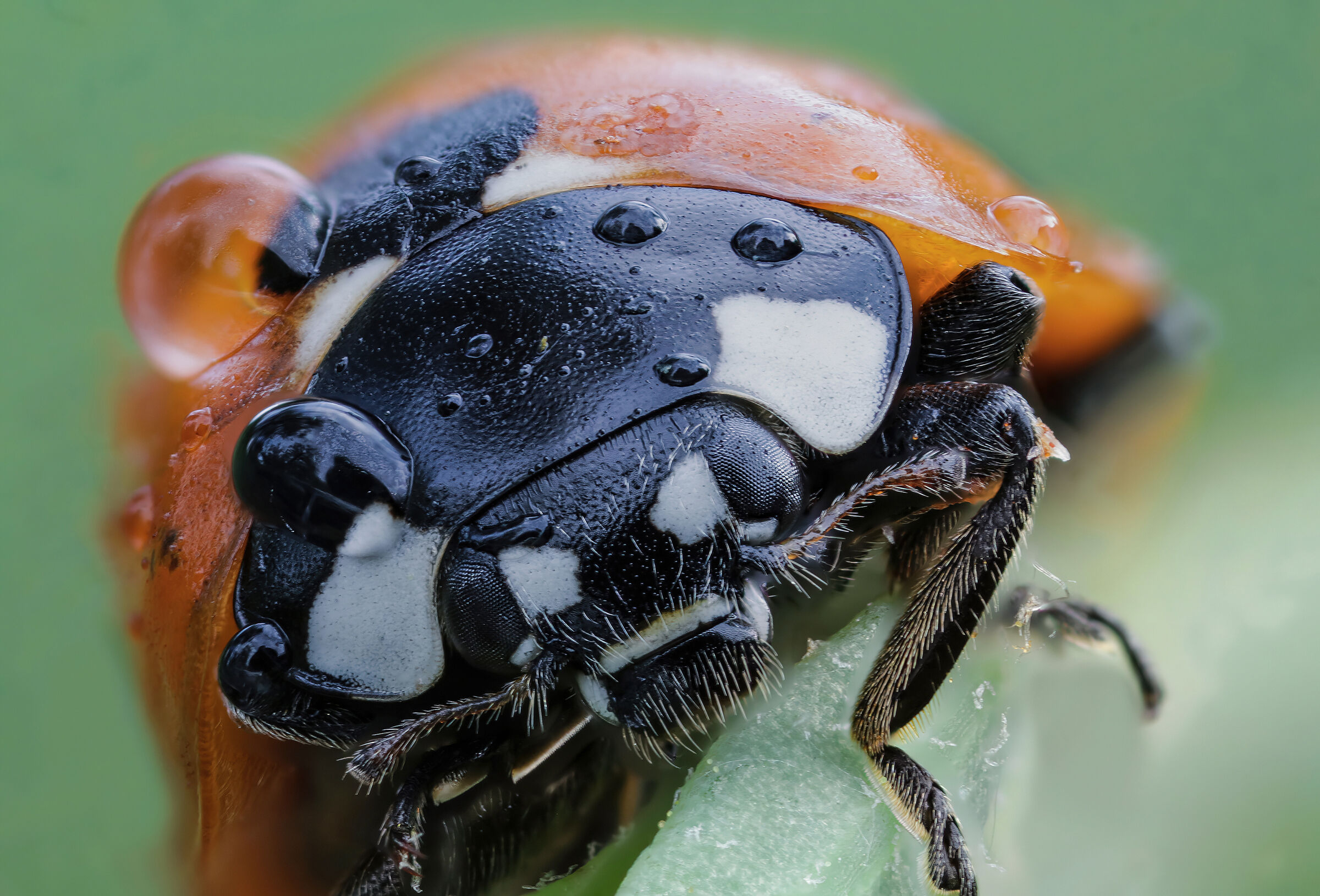 Ladybug septempunctata