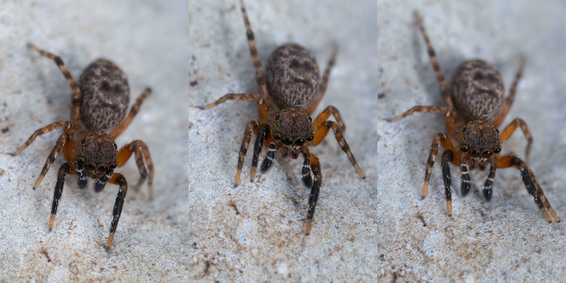 Un, deux, trois... The typical dance of the Algerian Cyrba