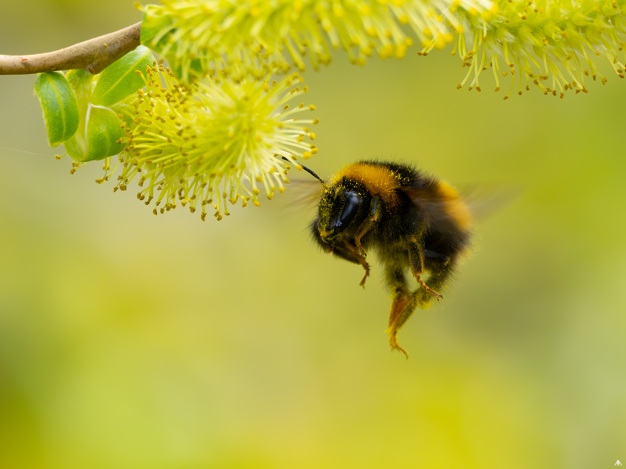 Bombus