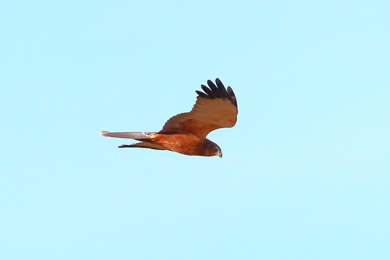 Marsh Harrier M 23-12-2023