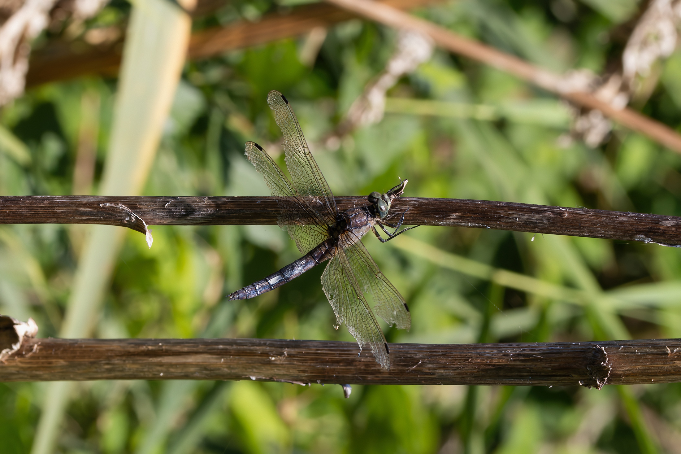 Orthetrum cancellatum