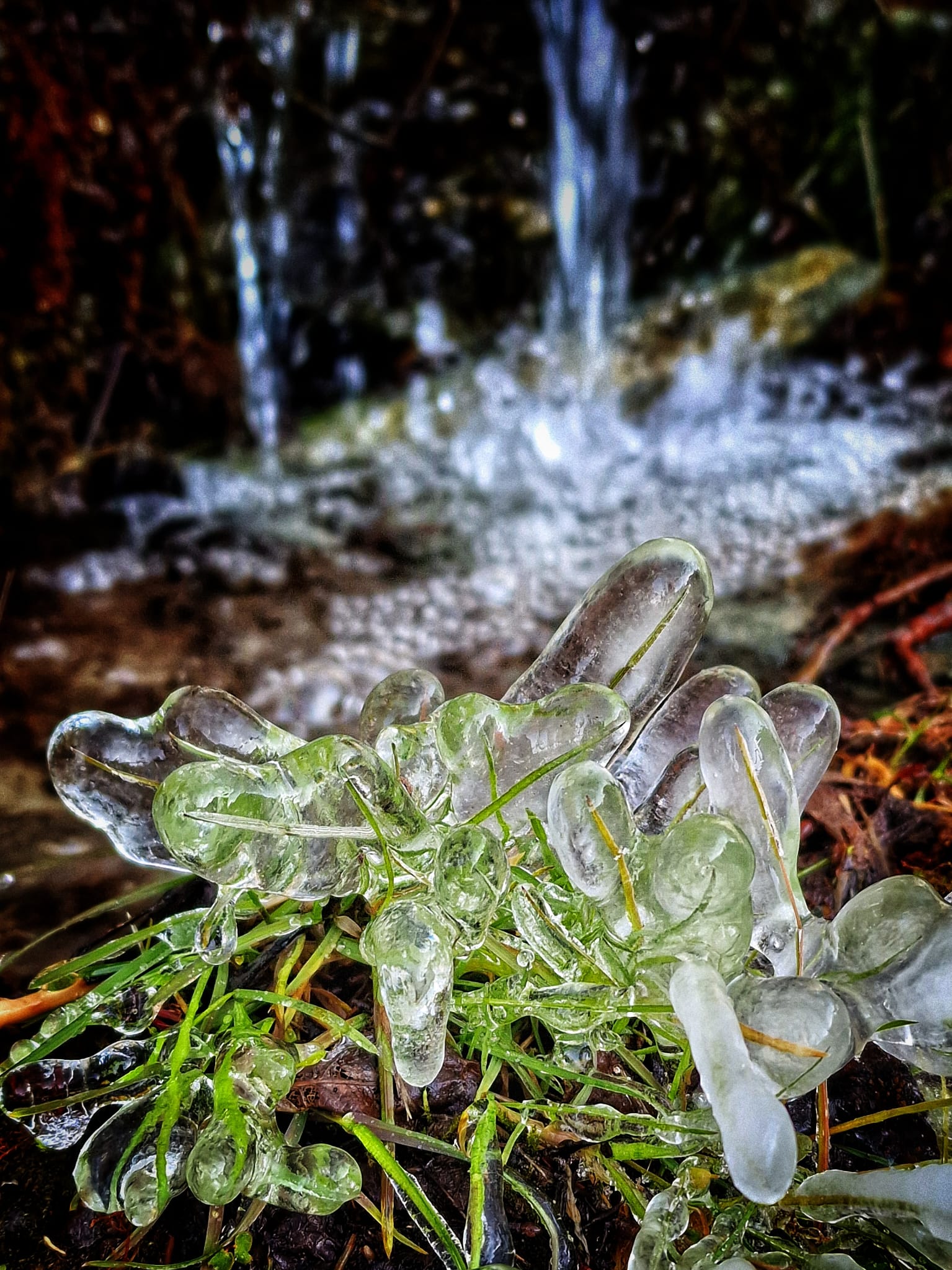 Blades of grass in the ice