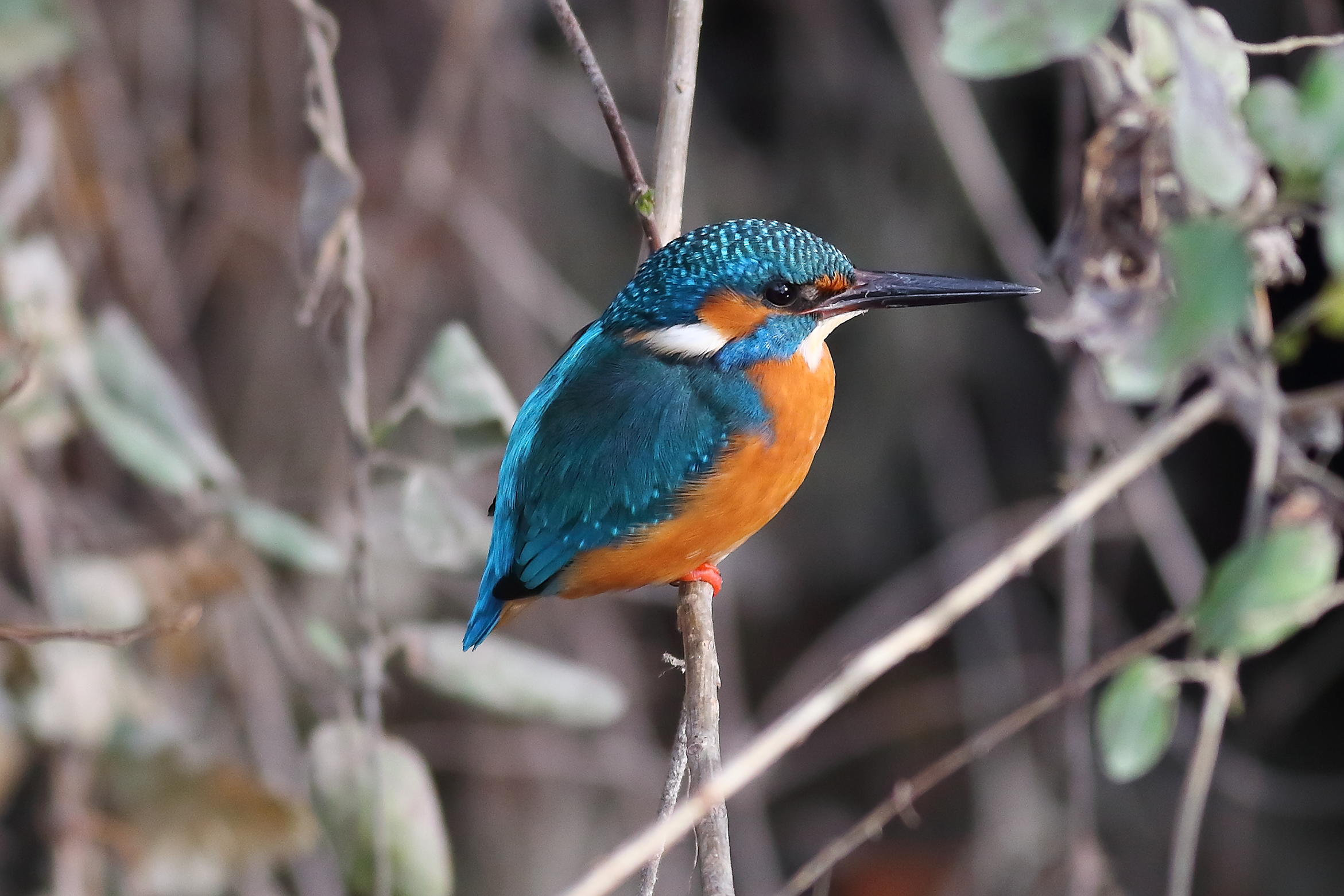 Kingfisher 30 January 2024 - 6375