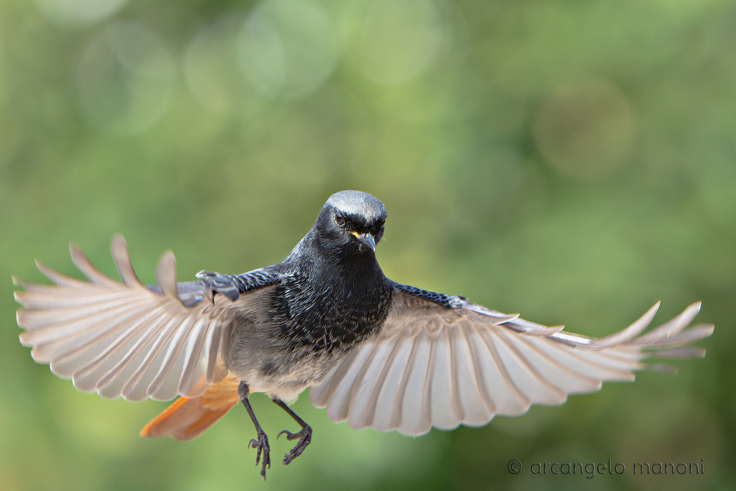 A due centimetri da terra (Phoenicurus ochruros)