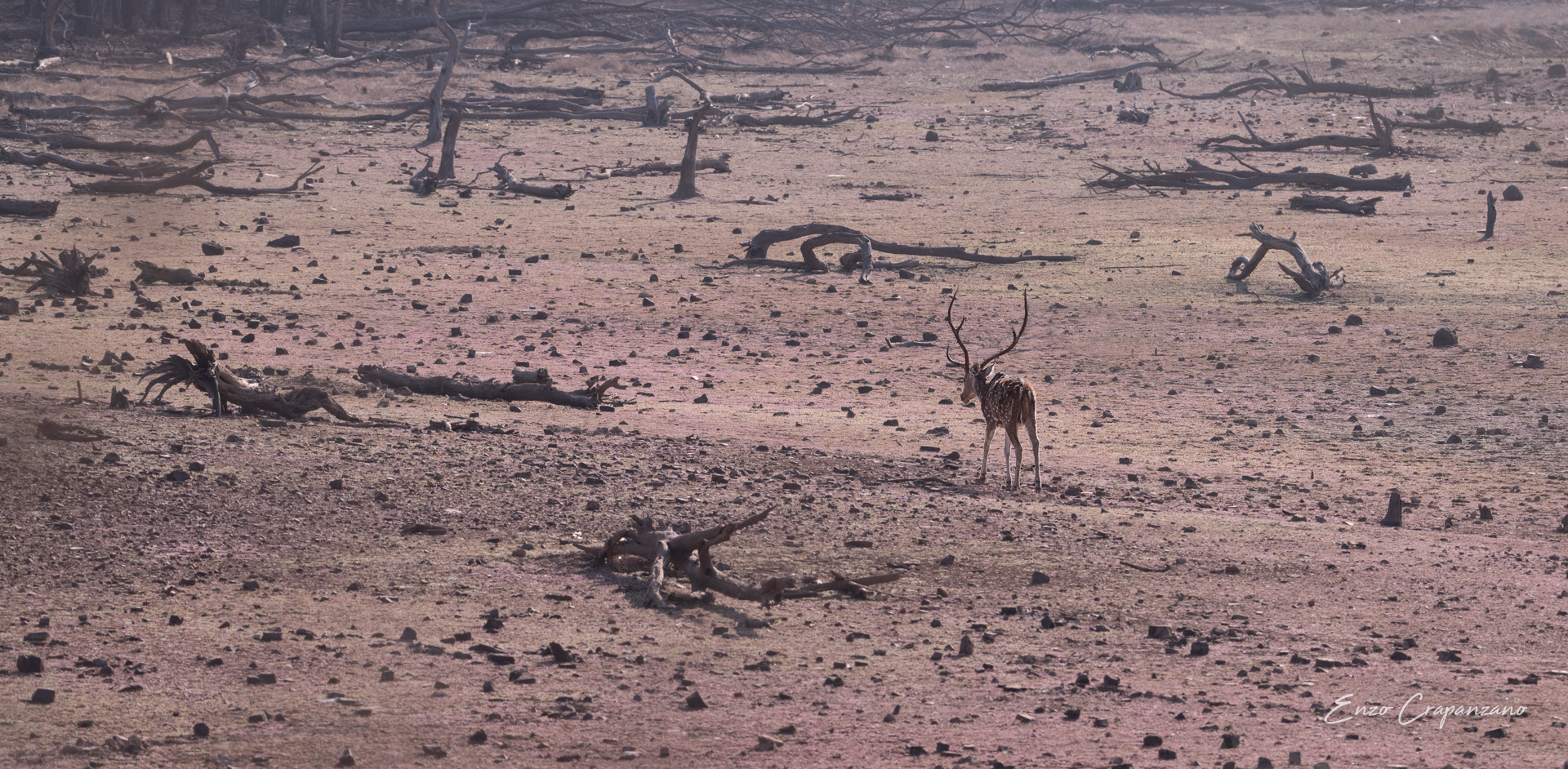 Rantahambhore, landscape n.3