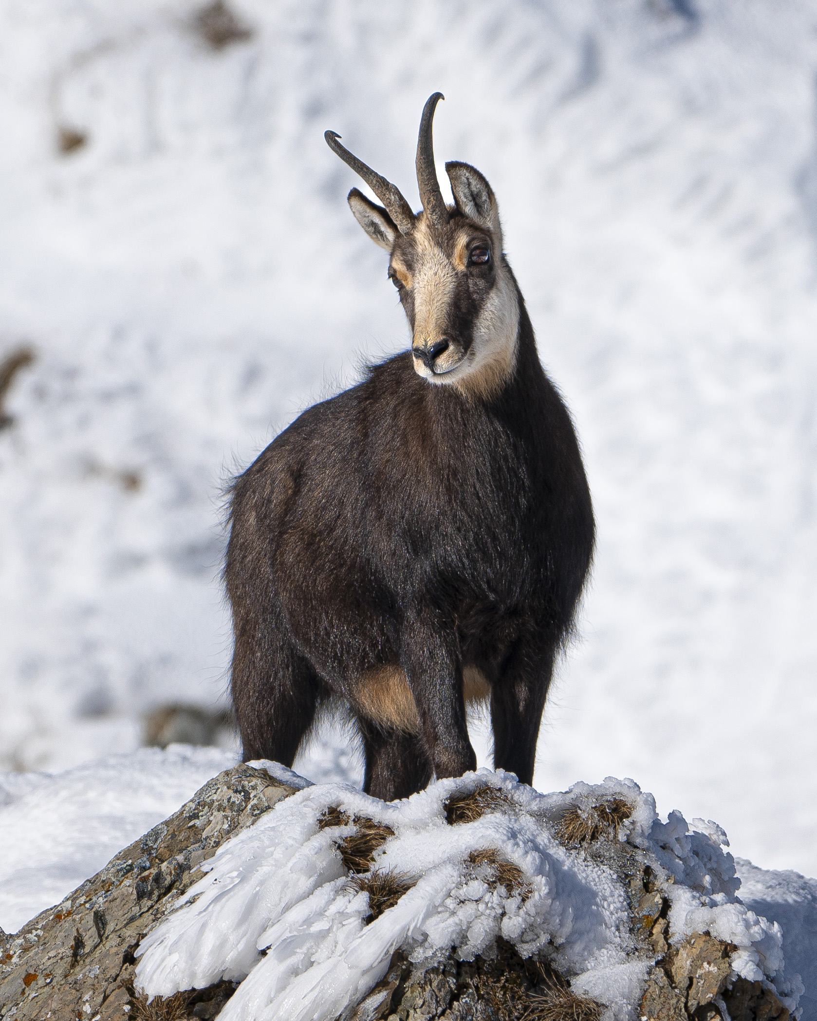Chamois