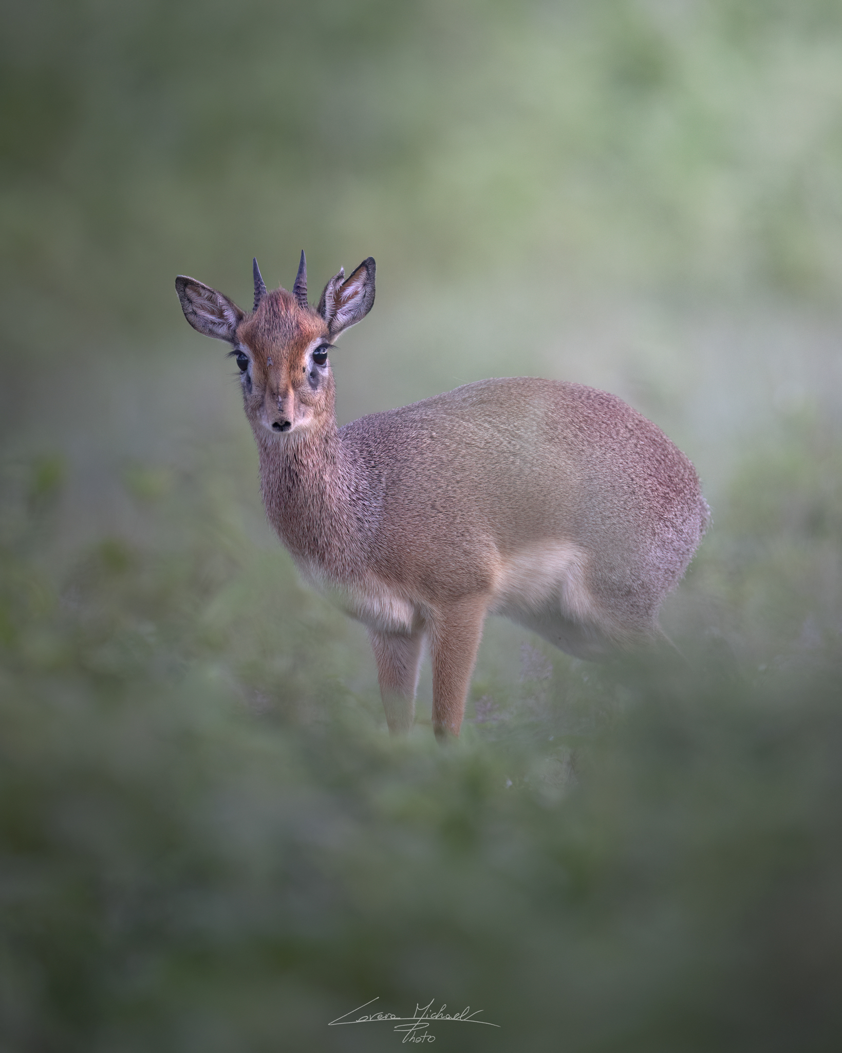 Dik-dik