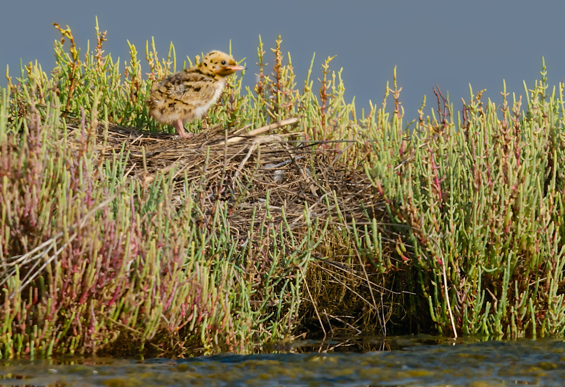 Tern chick at the nest