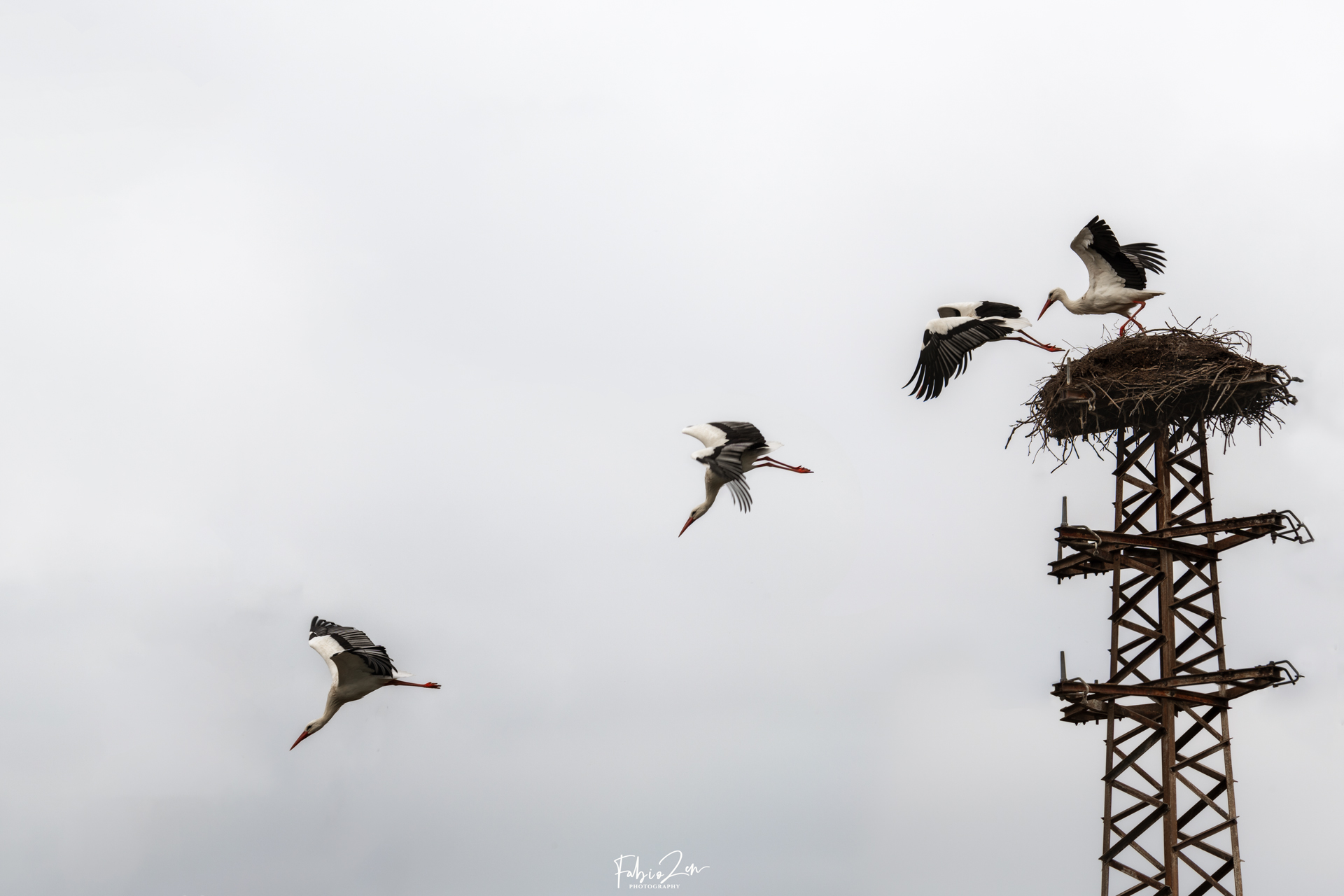 Departure of the stork