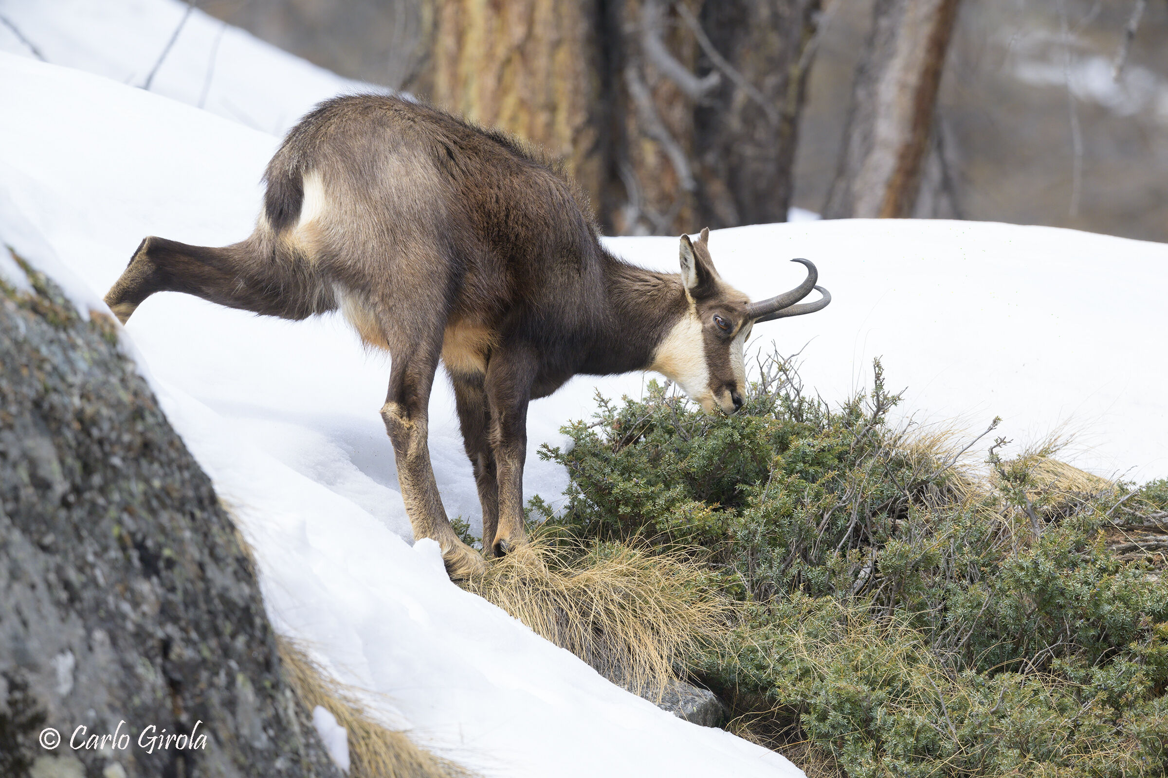 Chamois and juniper