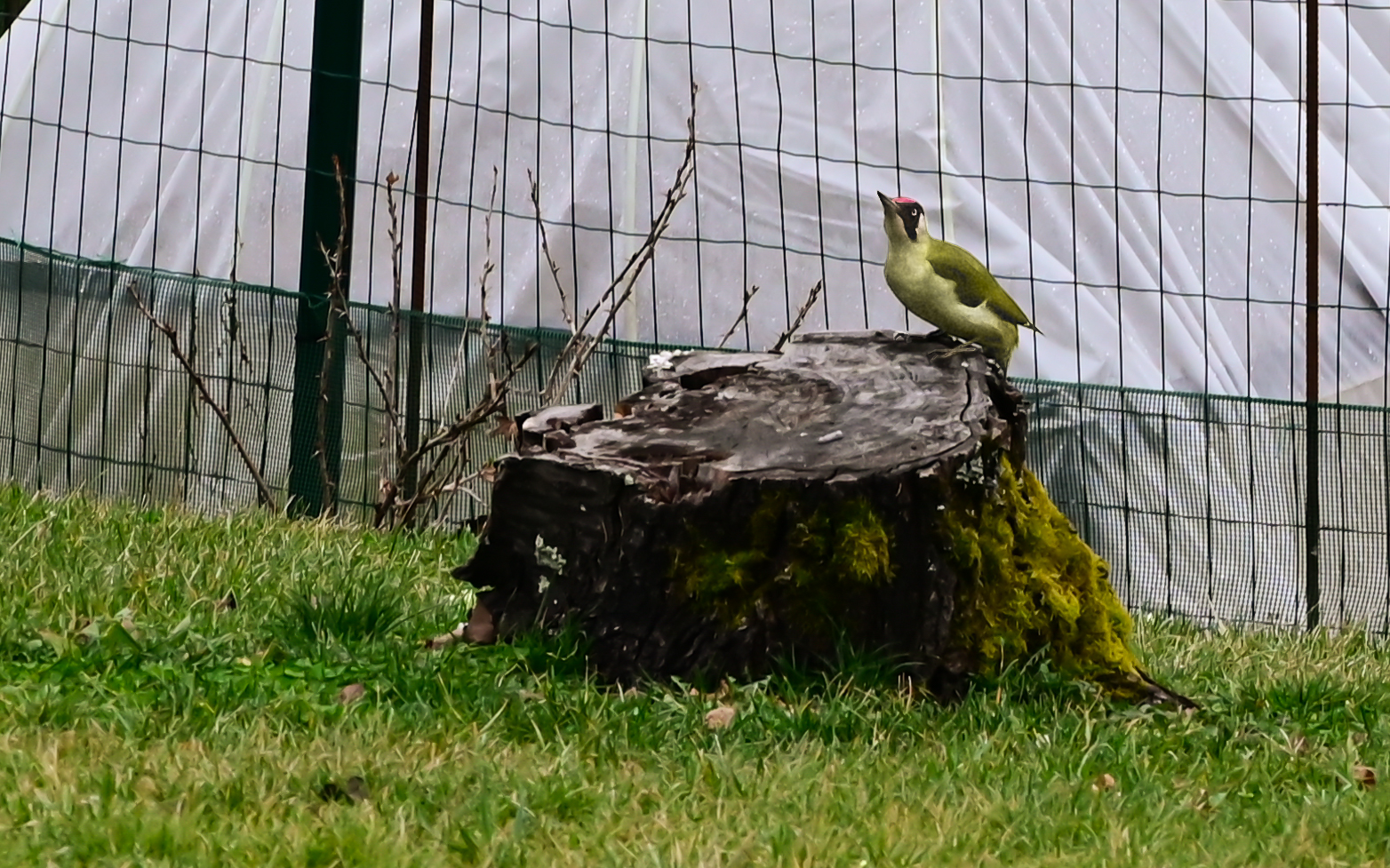 Green woodpecker (scientific name Picus viridis)