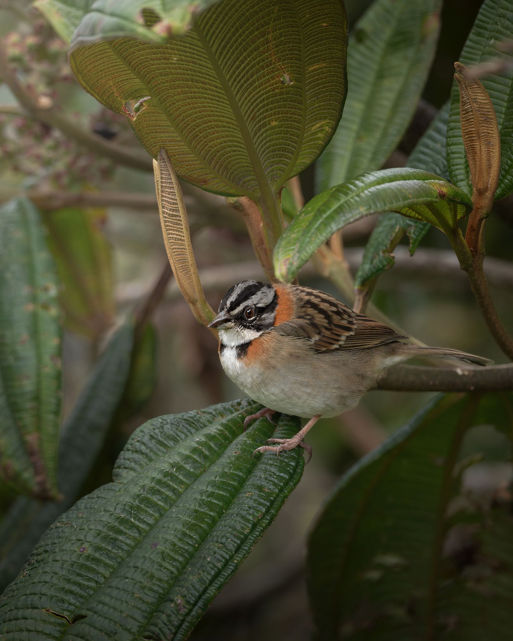 Rufous-collared sparrow