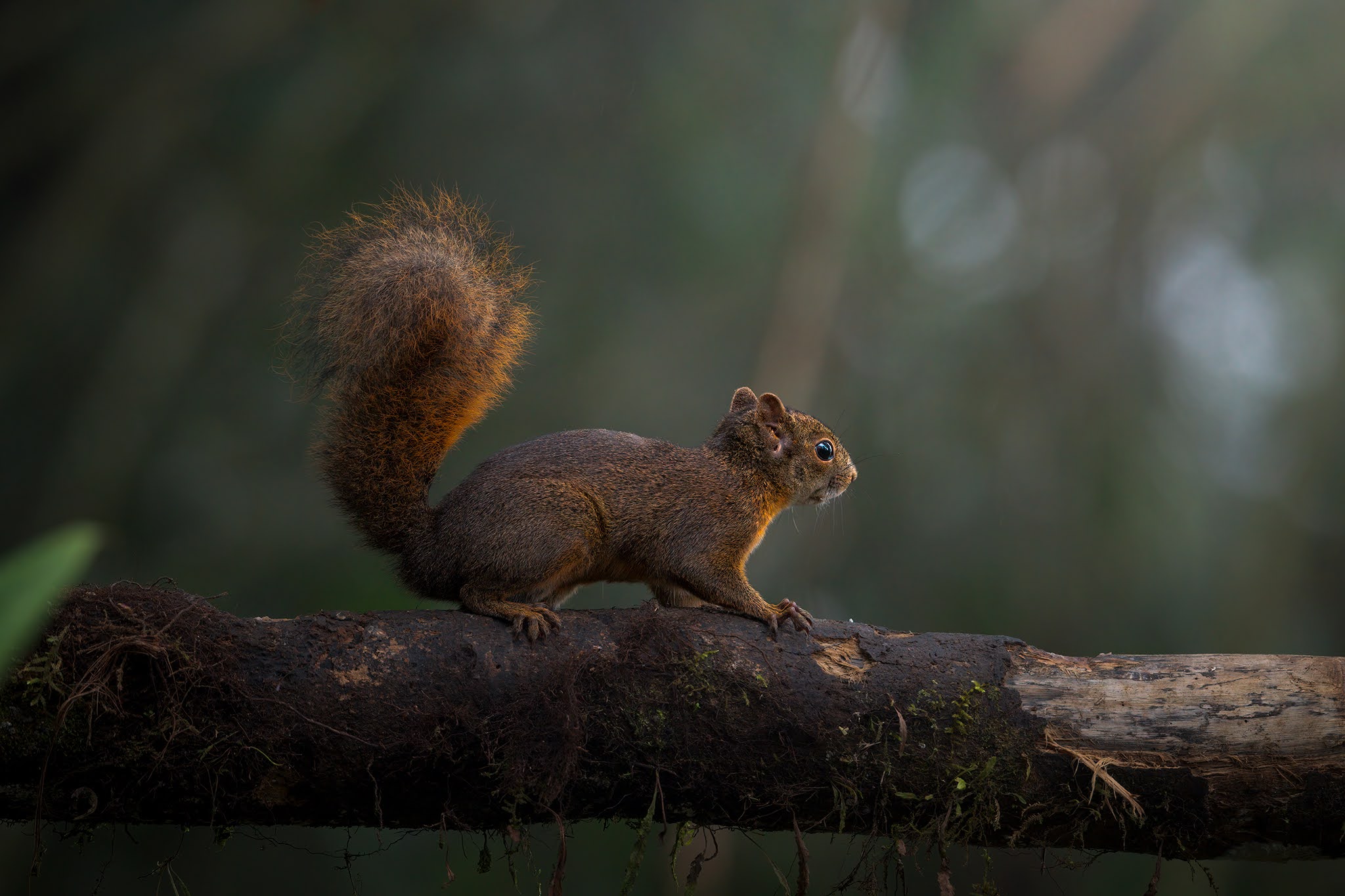 Red-tailed squirrel