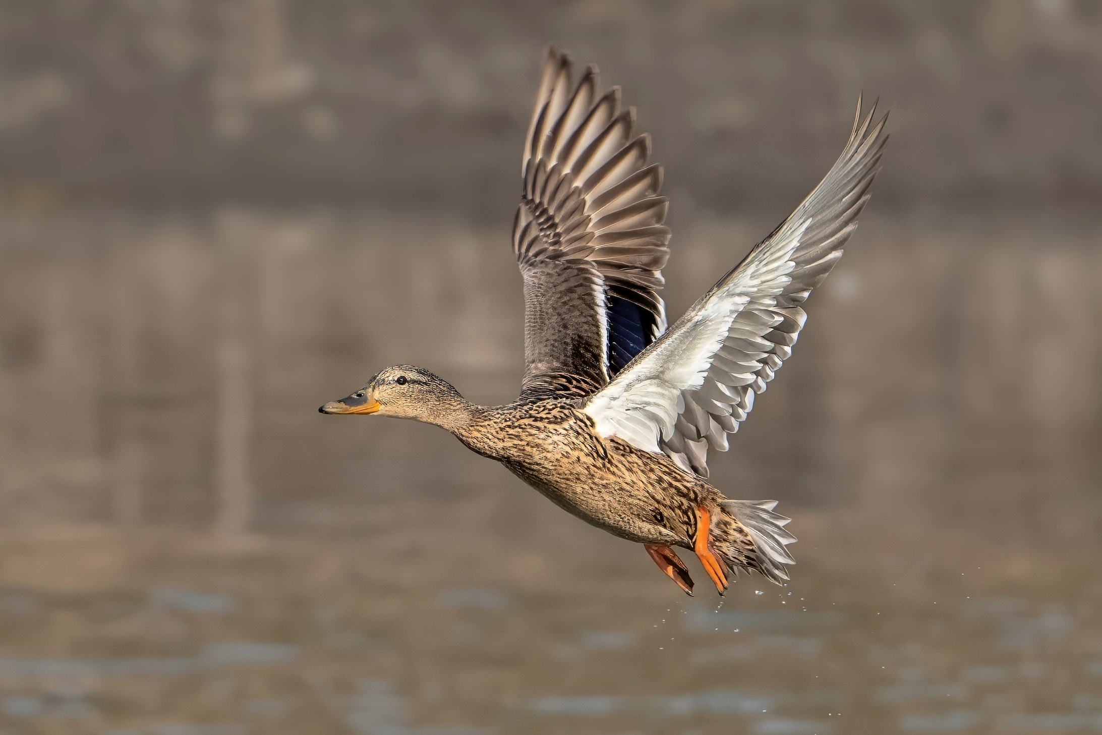 Germano reale (Anas platyrhynchos)