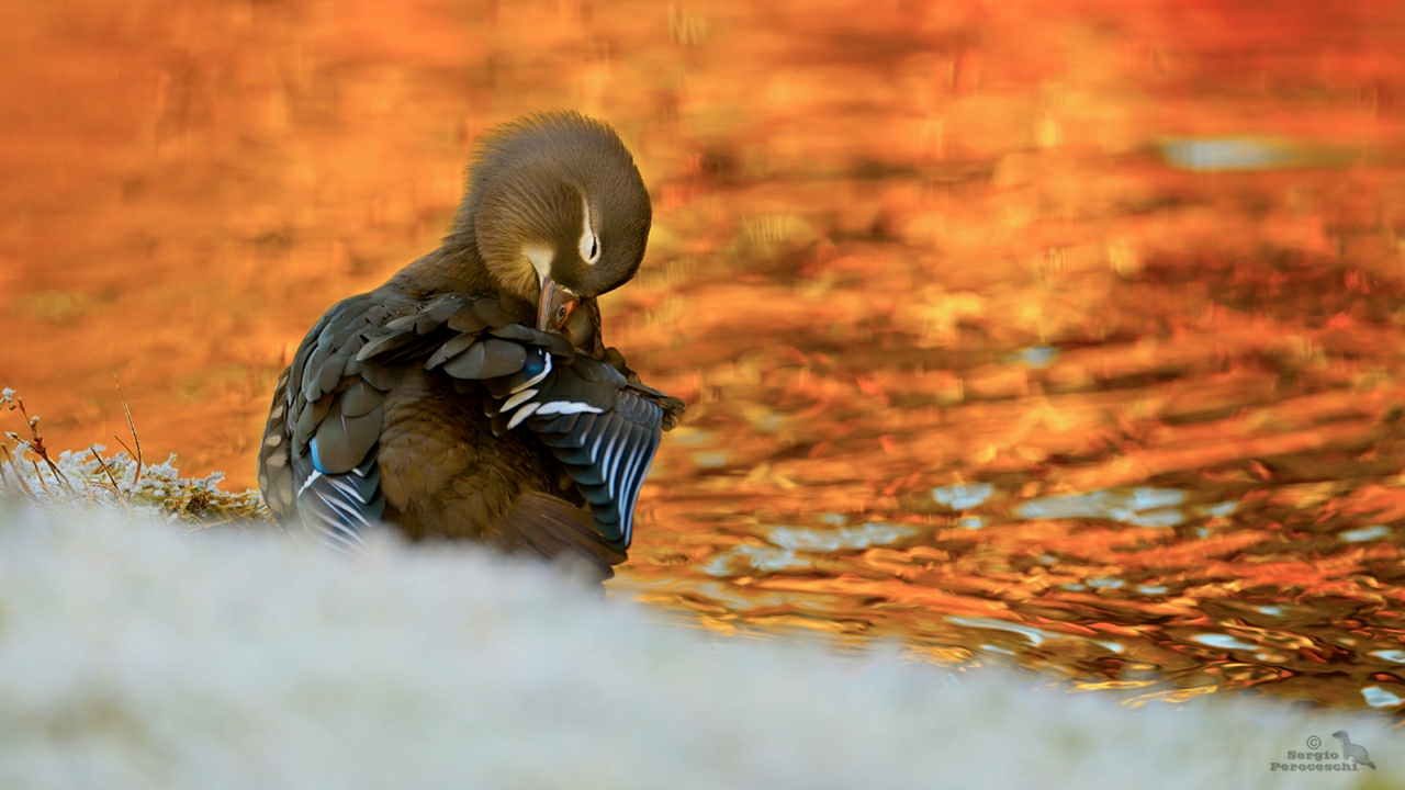 Last light on the pond