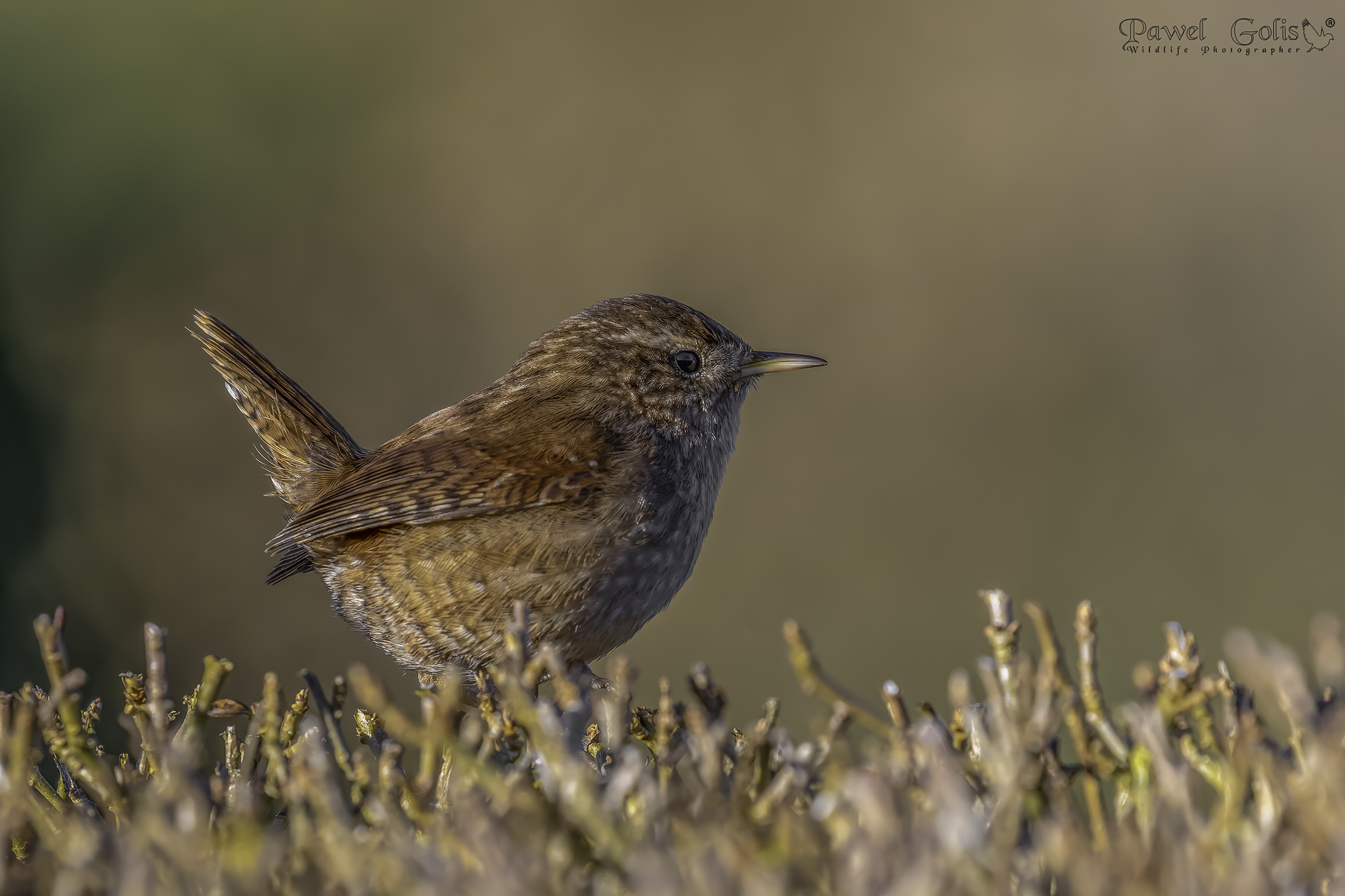 Scricciolo ( Troglodytes troglodytes )