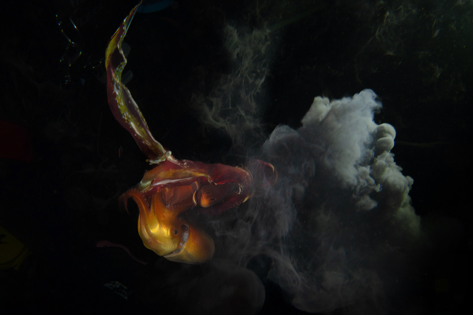 Tremoctopus