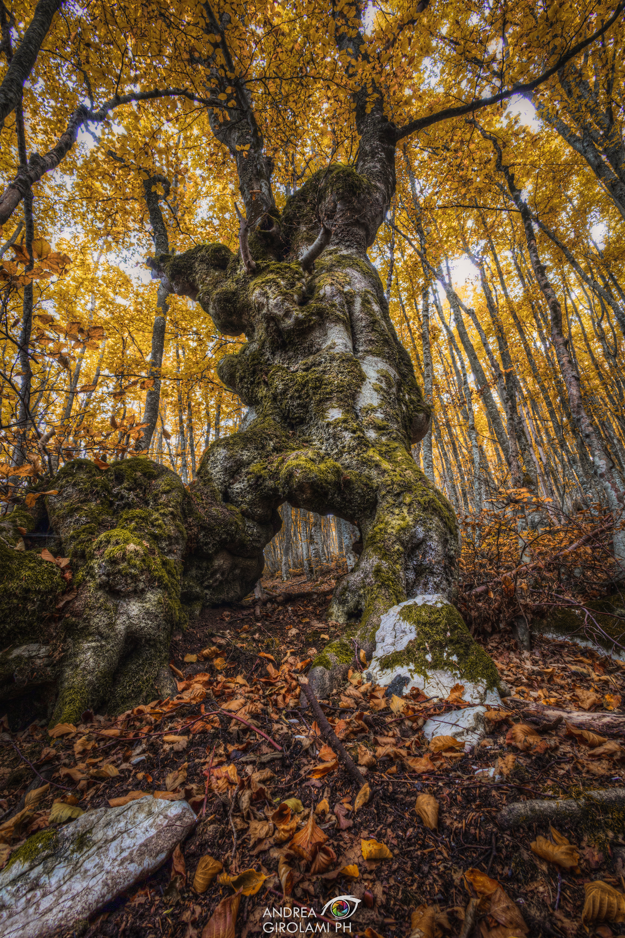 Il Possente Faggio della Montagna dei Fiori