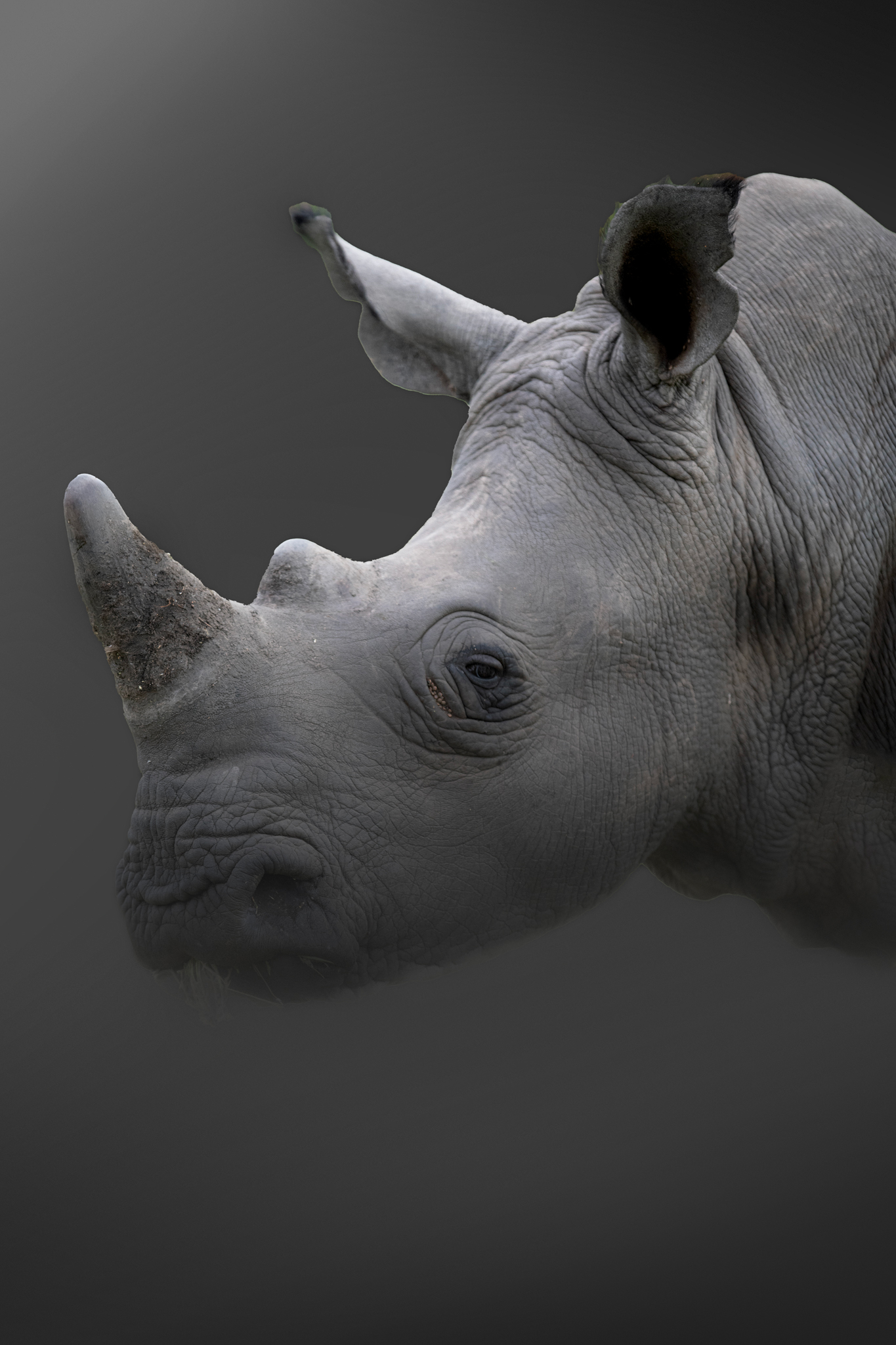 Rhino