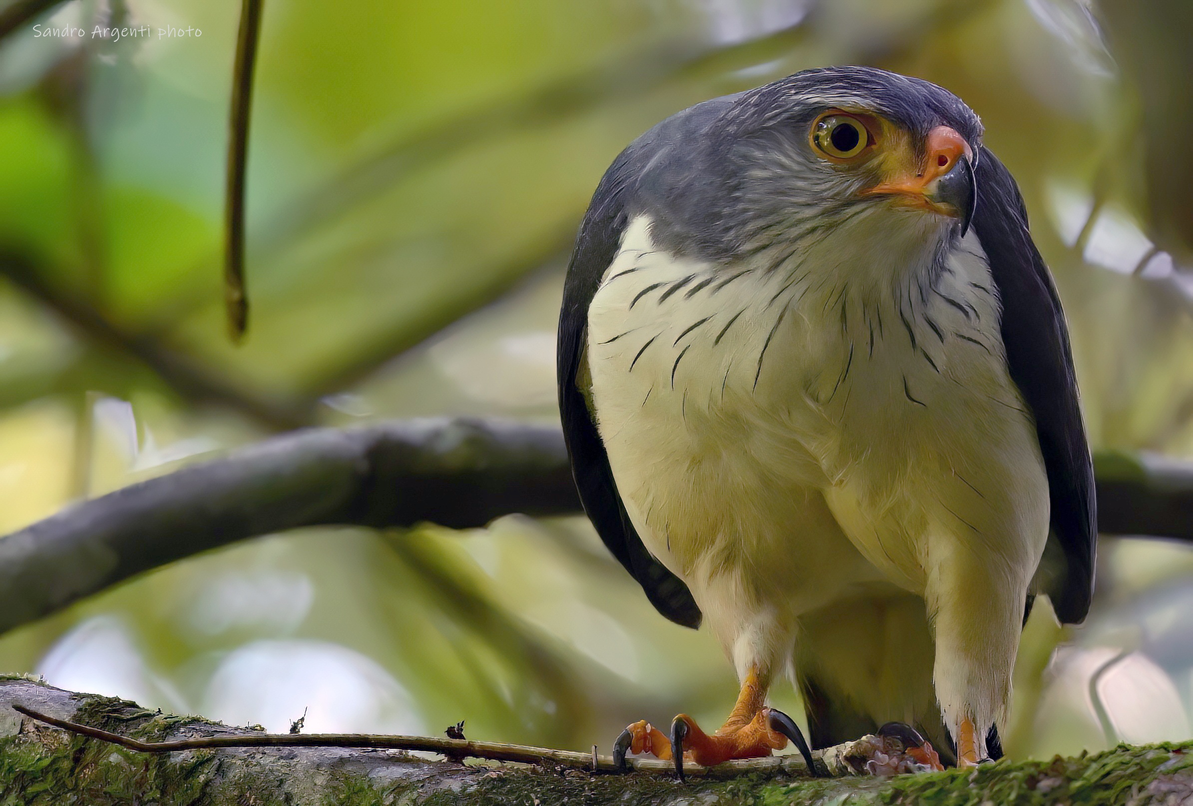Poiana semiplumbea (Leucopternis semiplumbeus)