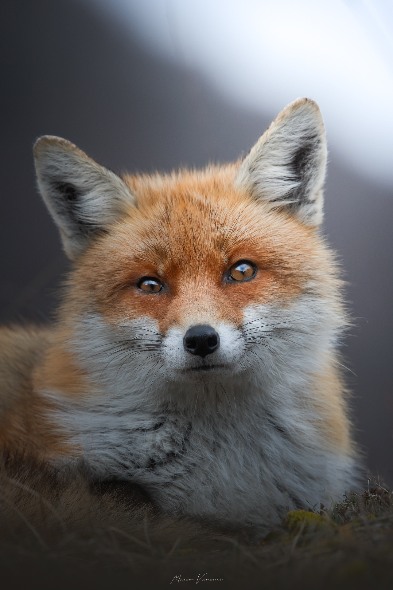 FOX