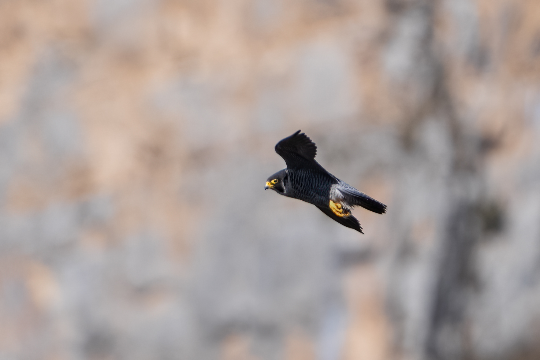 Falco pellegrino con preda
