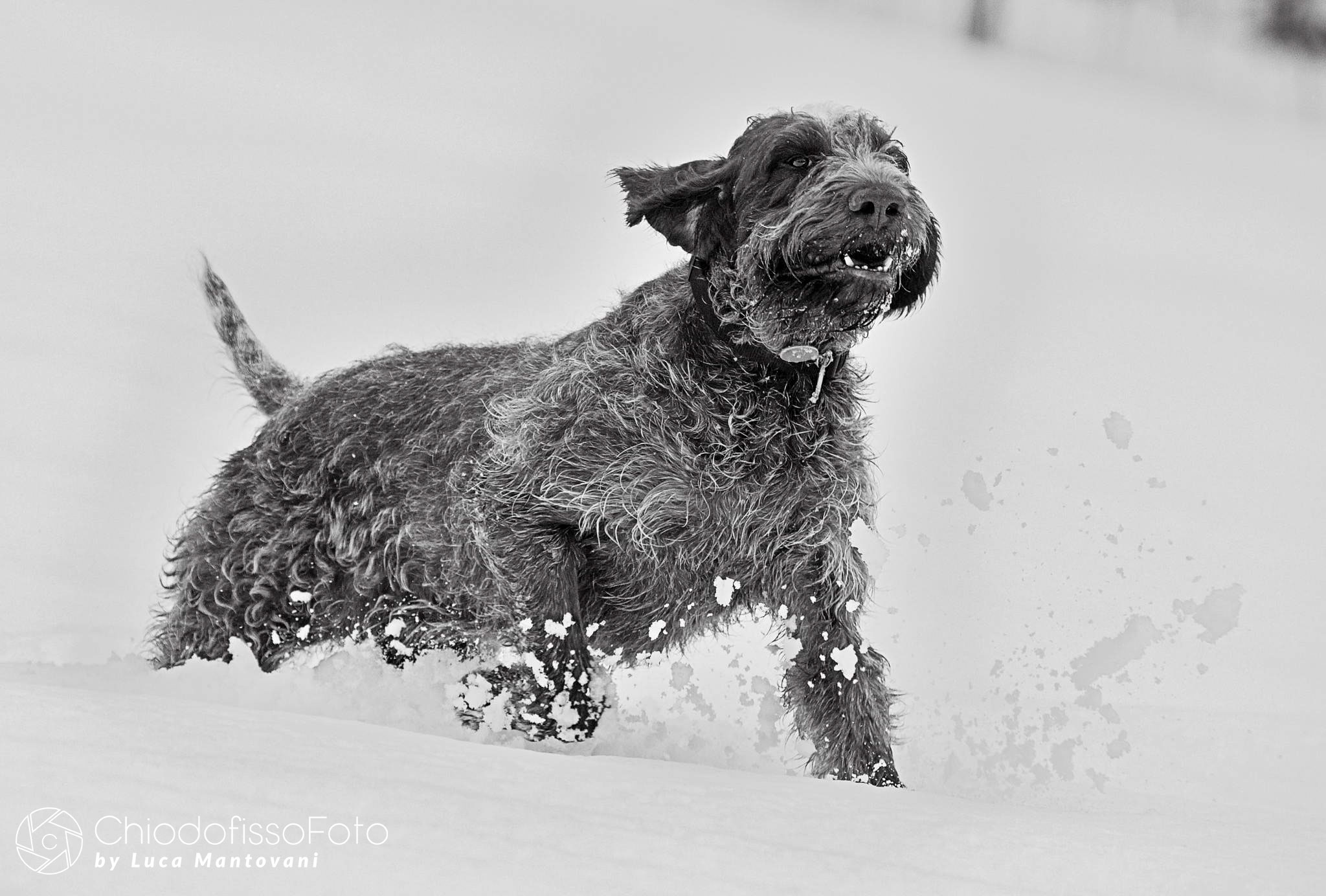 Cunning, black and white of a brat in the snow. Second
