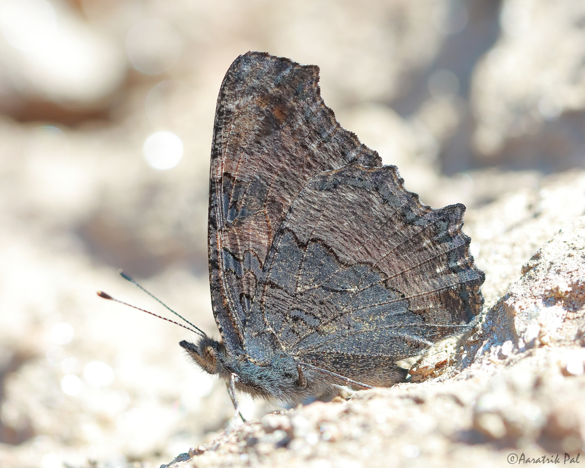 Guscio di tartaruga indiano